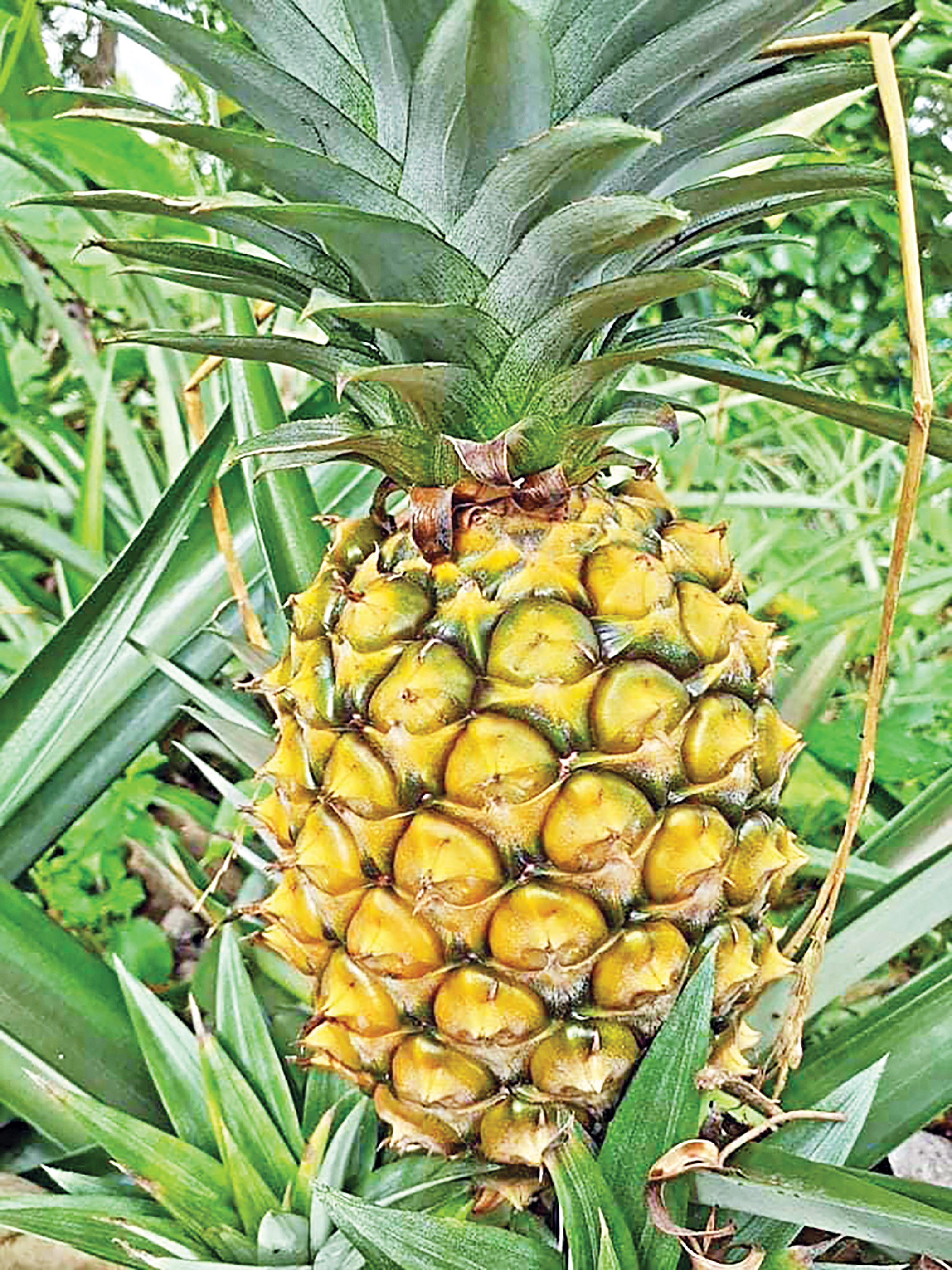 pineapple.jpg