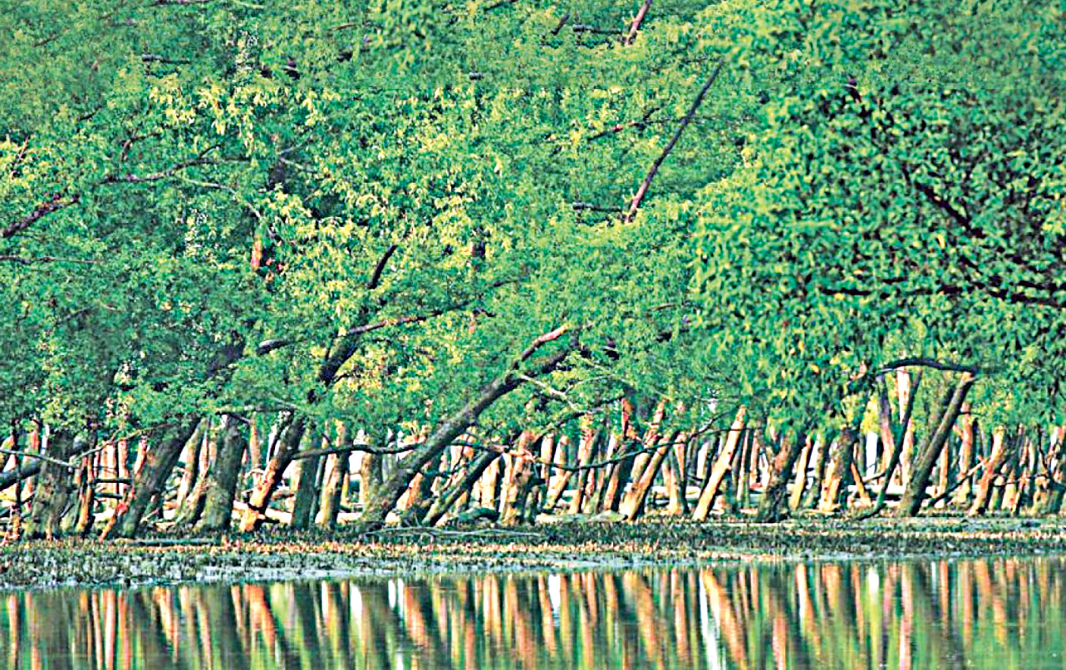 mangrove-forests-2.jpg