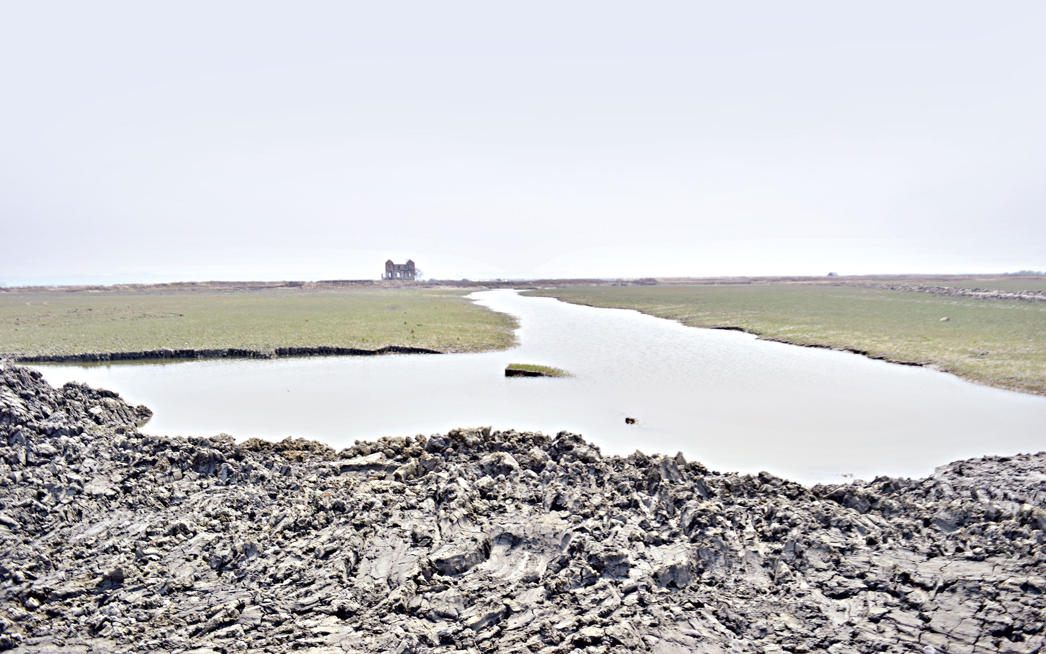 mangrove-forests-3.jpg