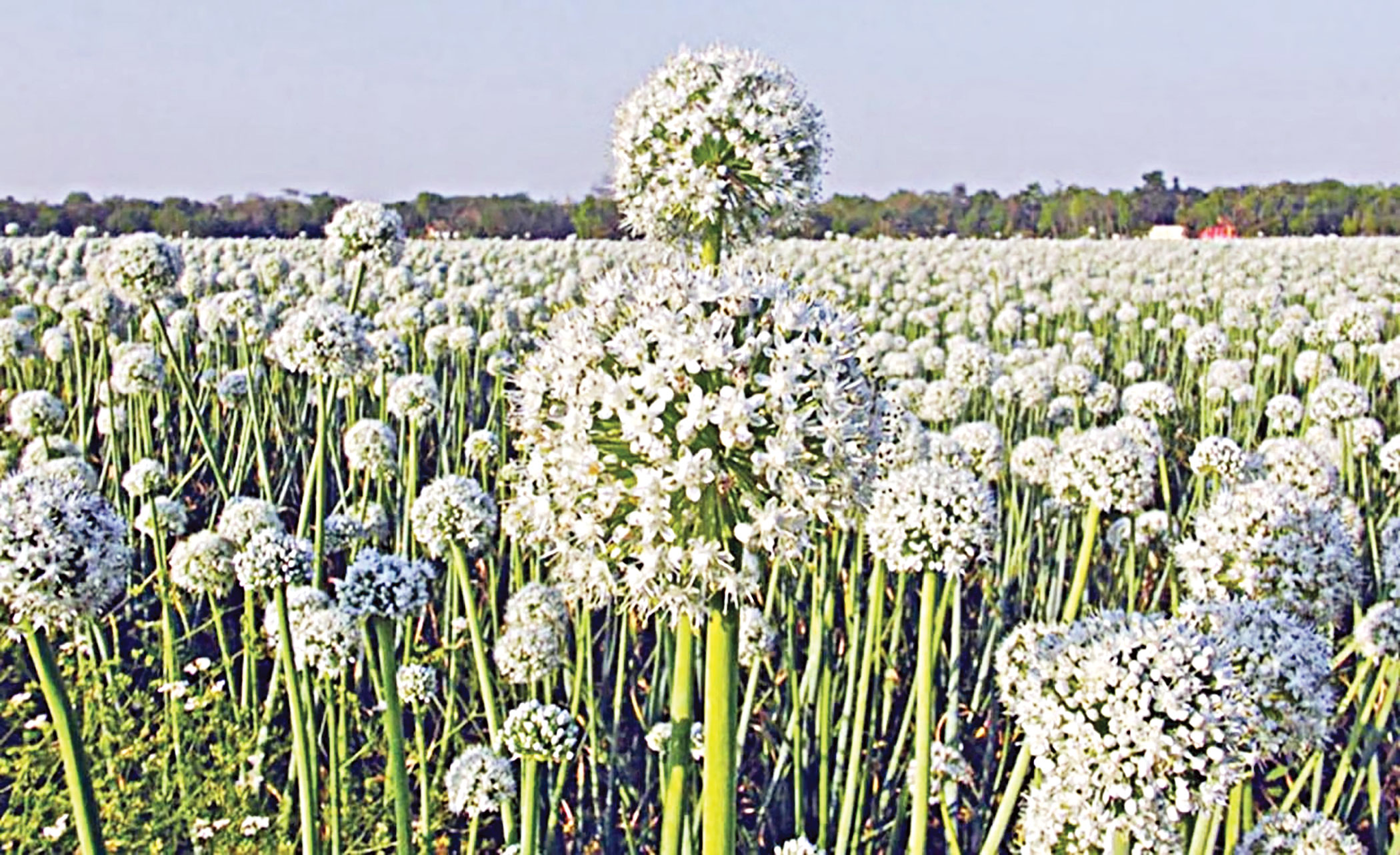 onion-seeds-2.jpg