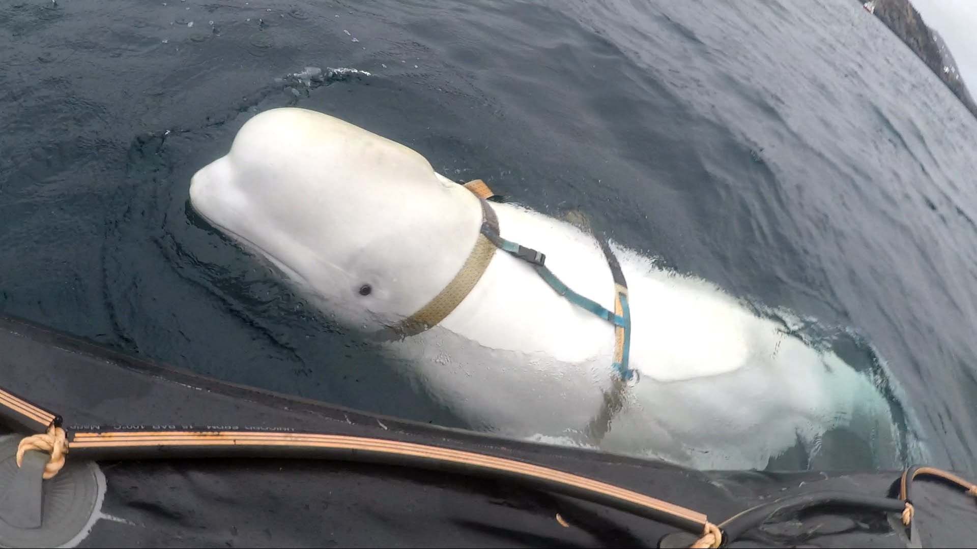 Russian 'spy' whale surfaces in Sweden