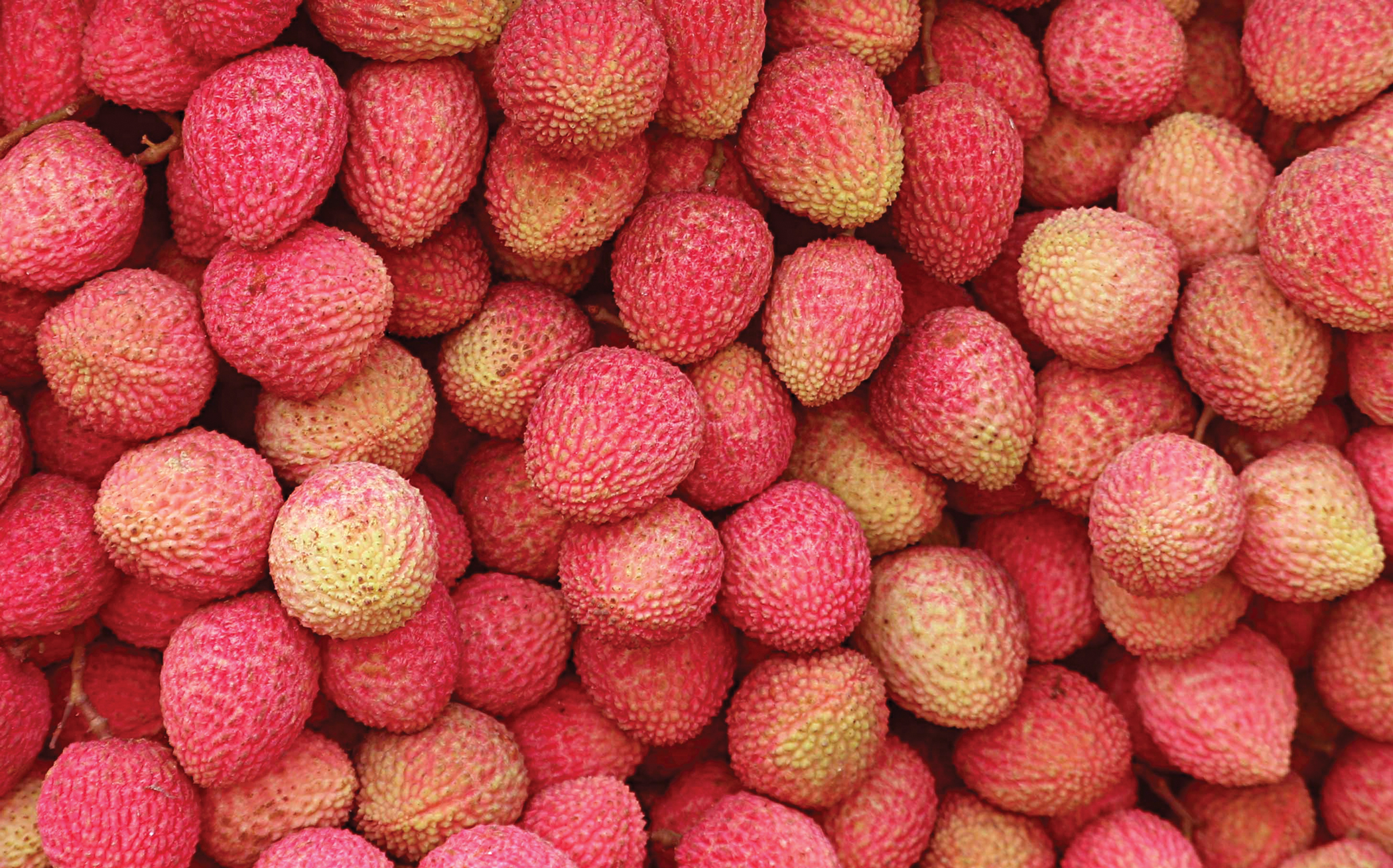 dinajpur_litchi.jpg