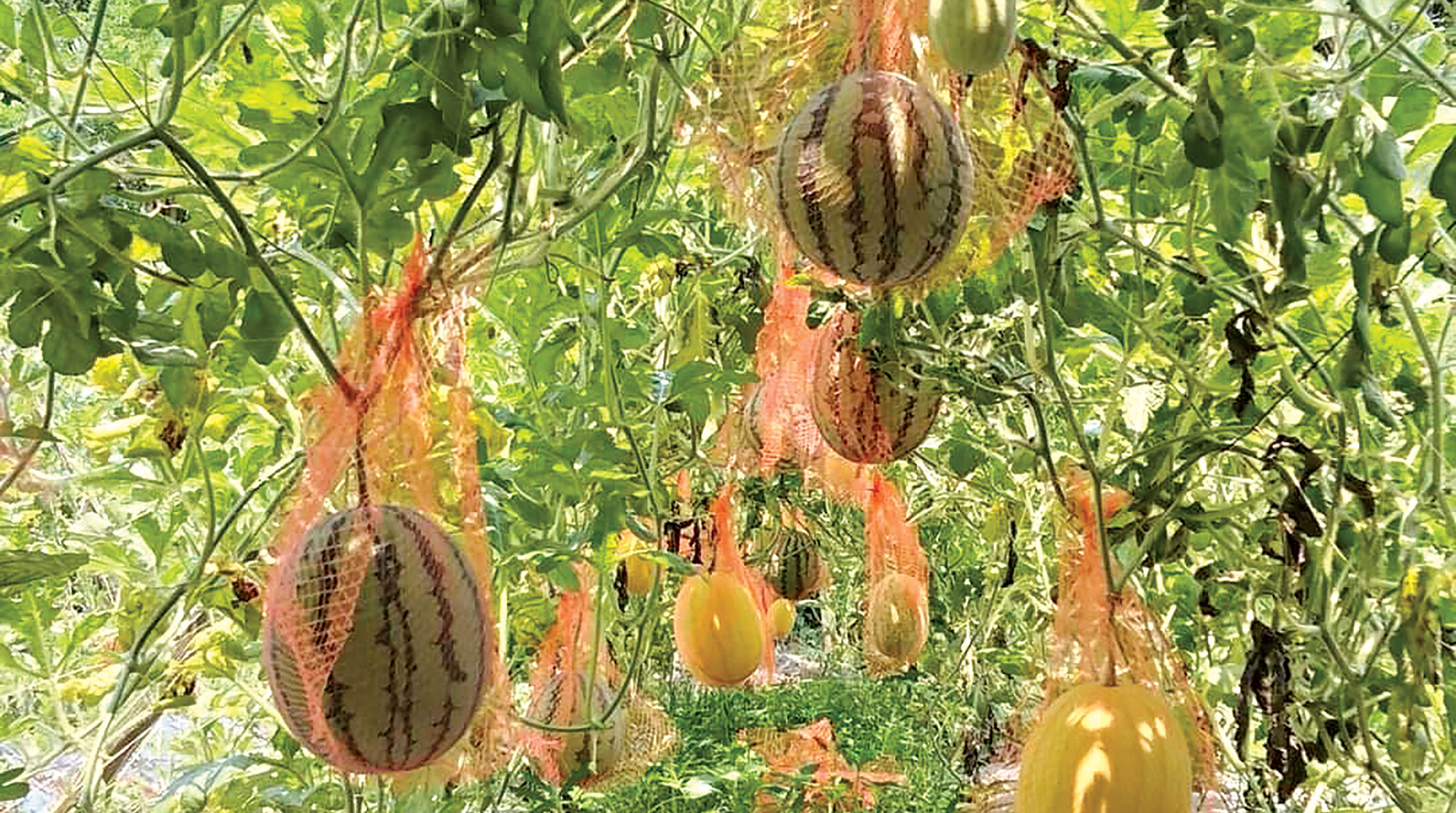 watermelons-2.jpg