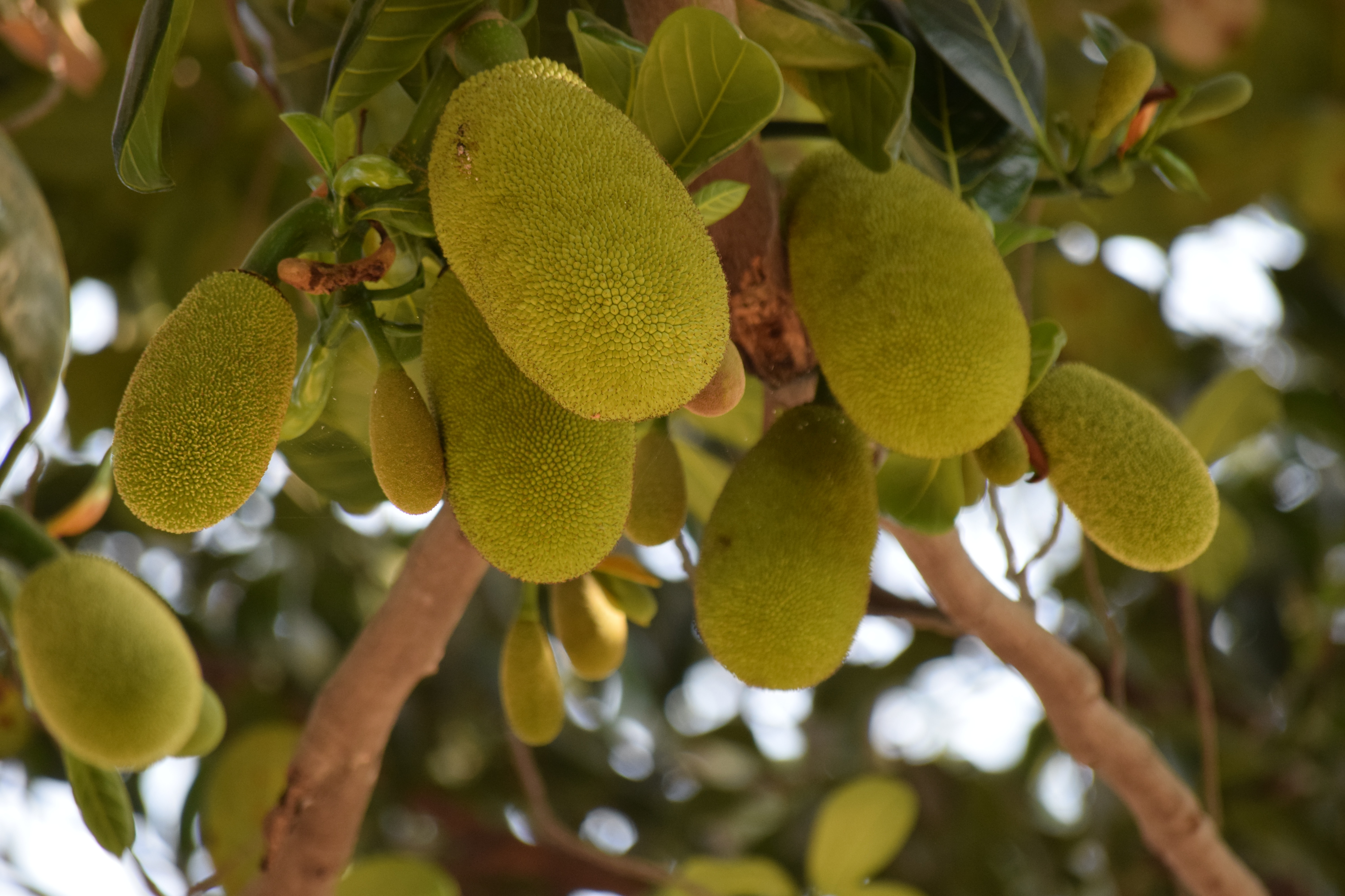 Nutritional benefits of jackfruit 