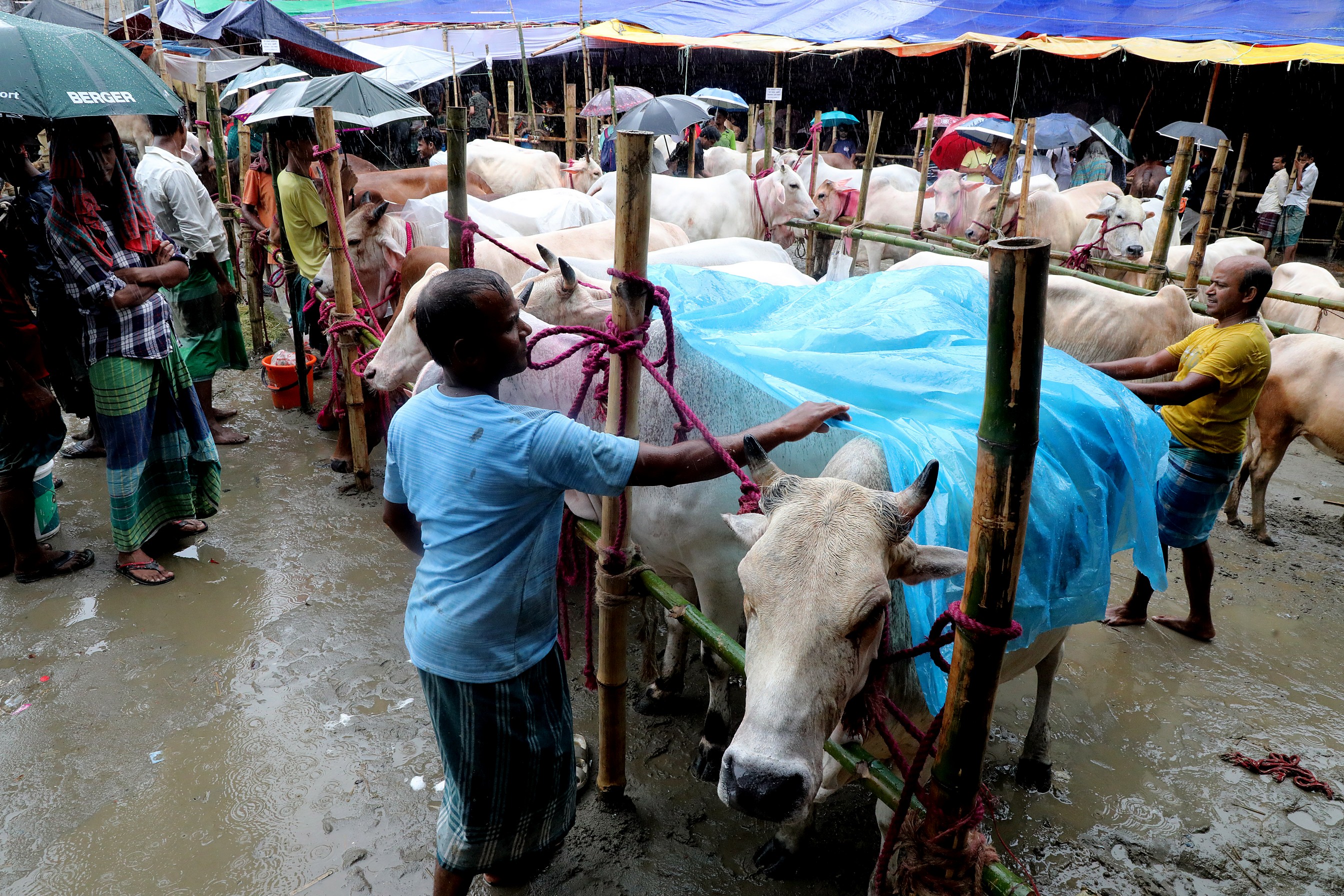 The charm of Mirkadim cows at the Rahmatganj Cattle Market
