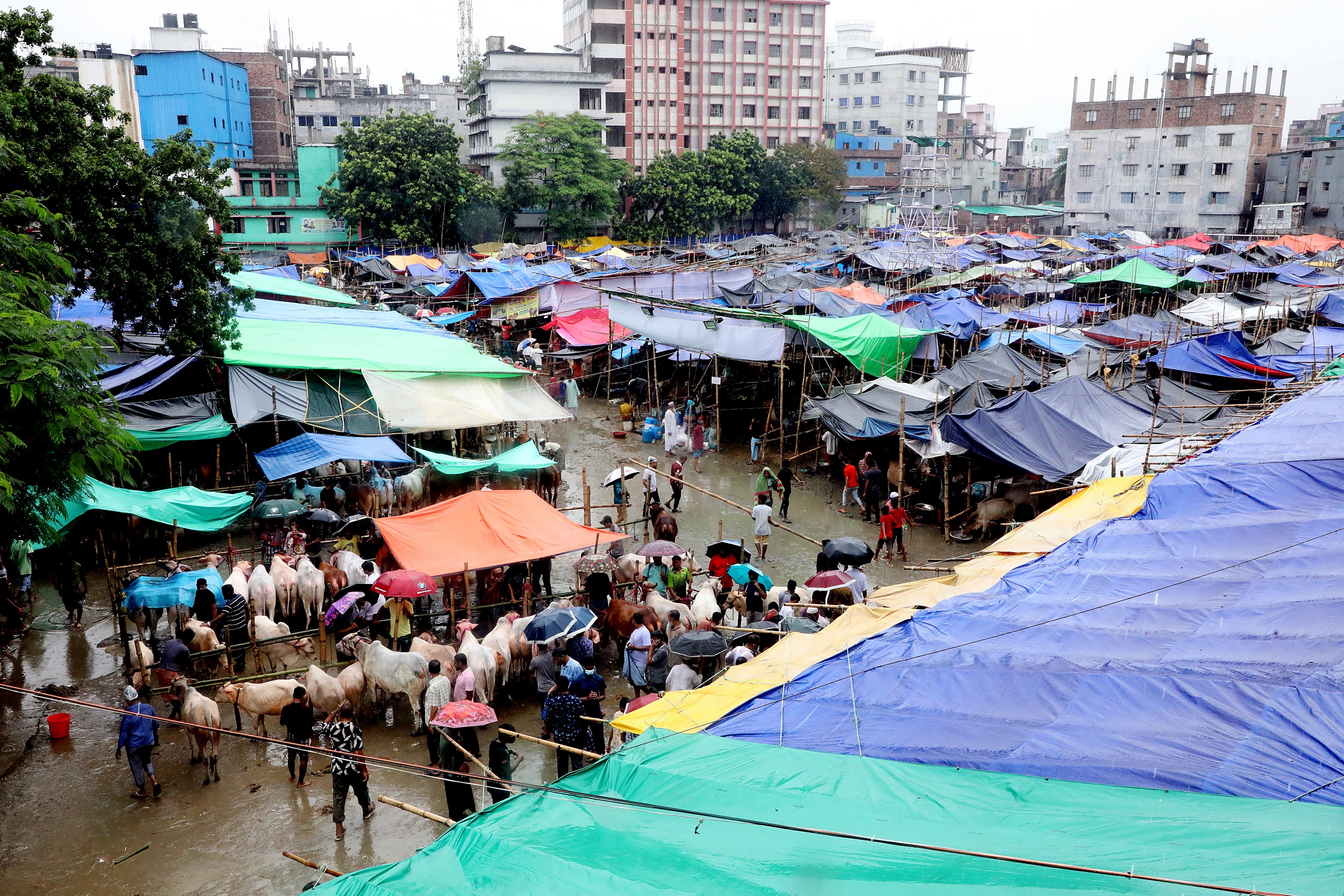 The charm of Mirkadim cows at the Rahmatganj Cattle Market