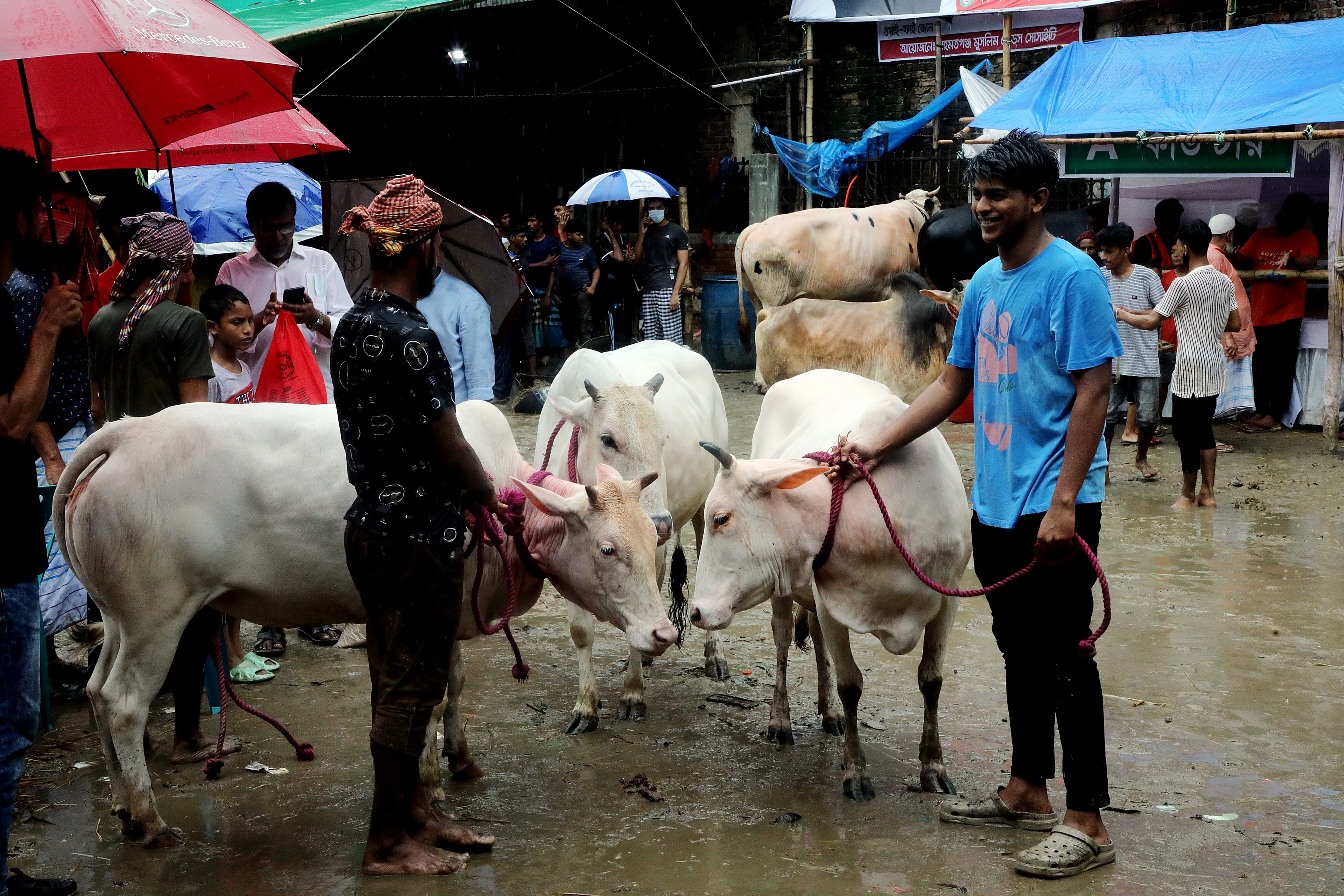 The charm of Mirkadim cows at the Rahmatganj Cattle Market