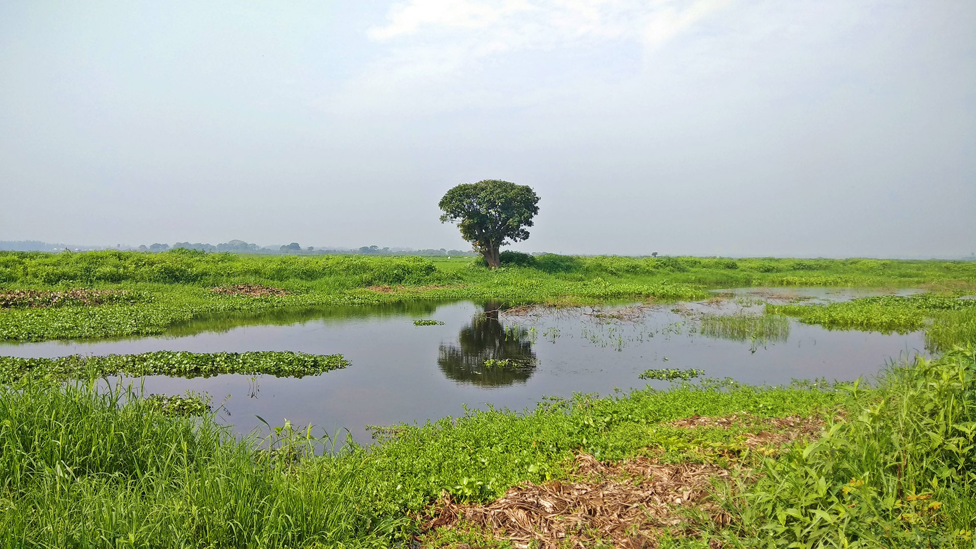 arial_beel_3.jpg