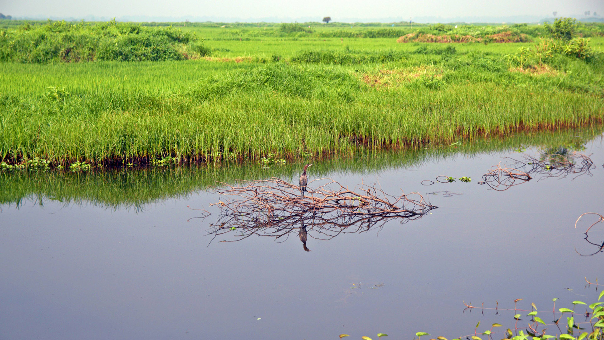 arial_beel_4.jpg