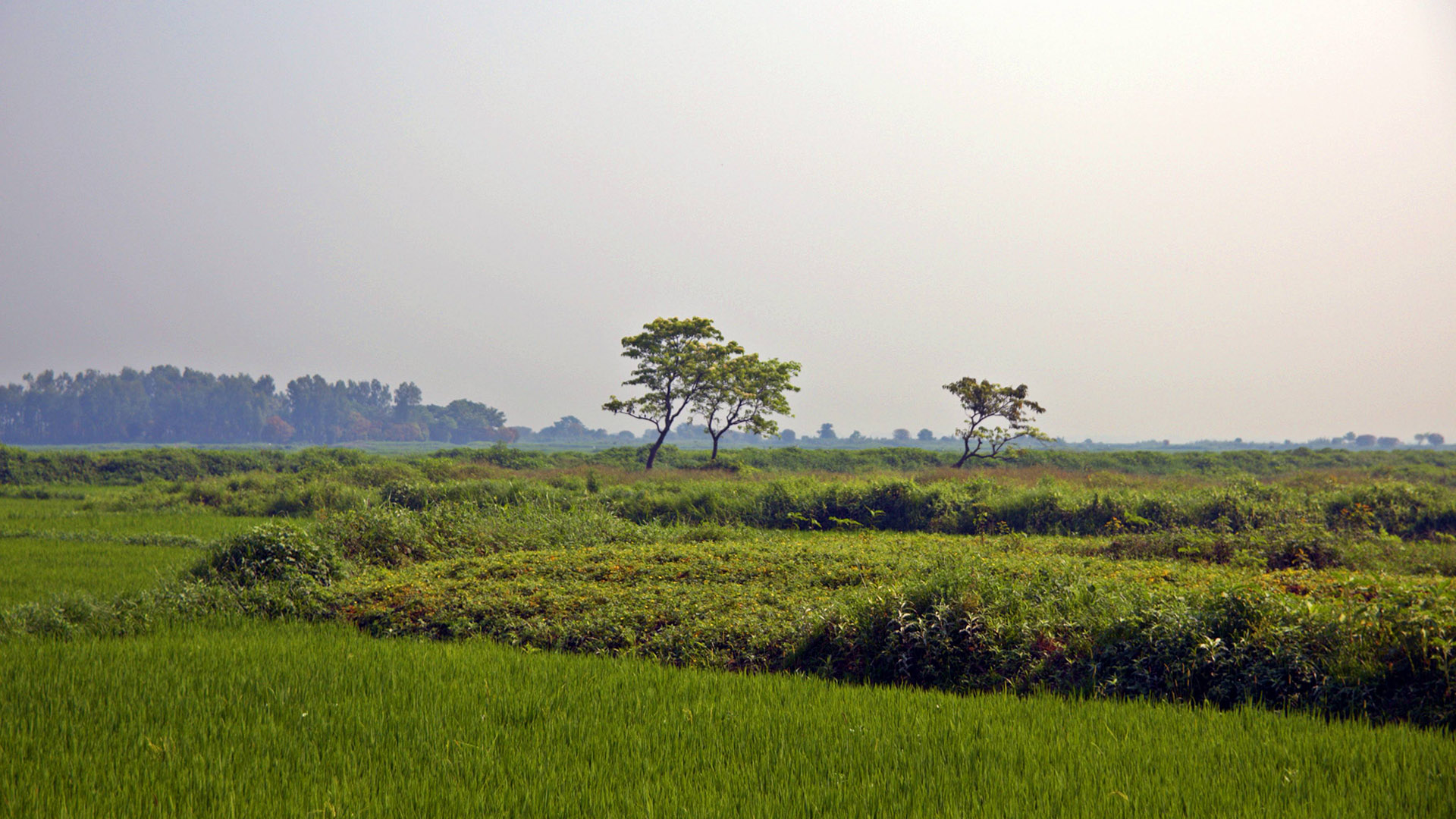 arial_beel_5.jpg