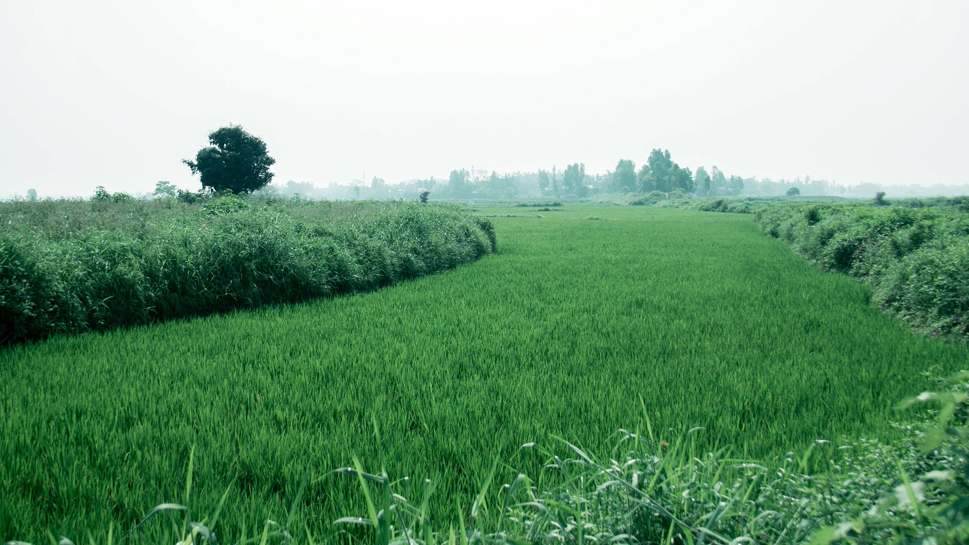 arial_beel_6.jpg