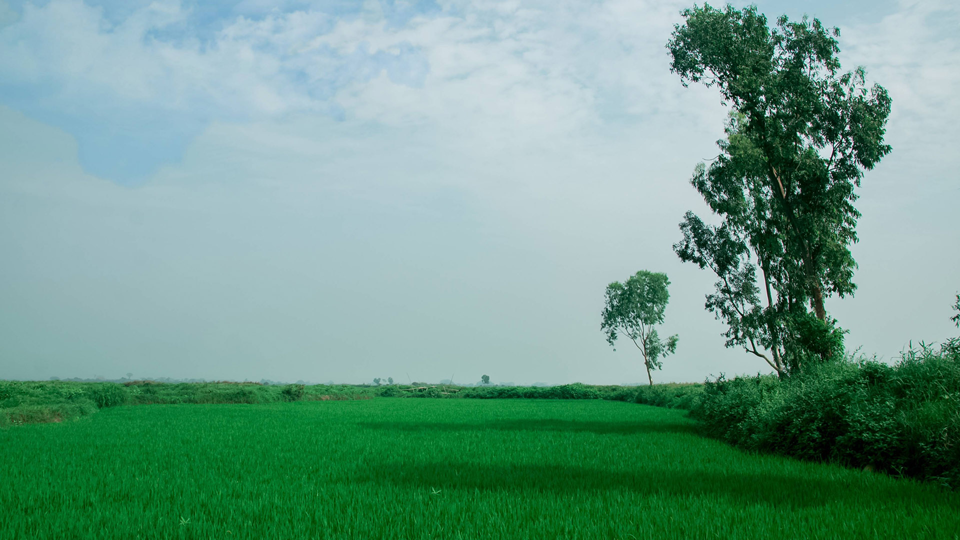 arial_beel_7.jpg
