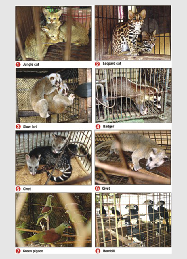 rarest_animals_and_birds_f.jpg