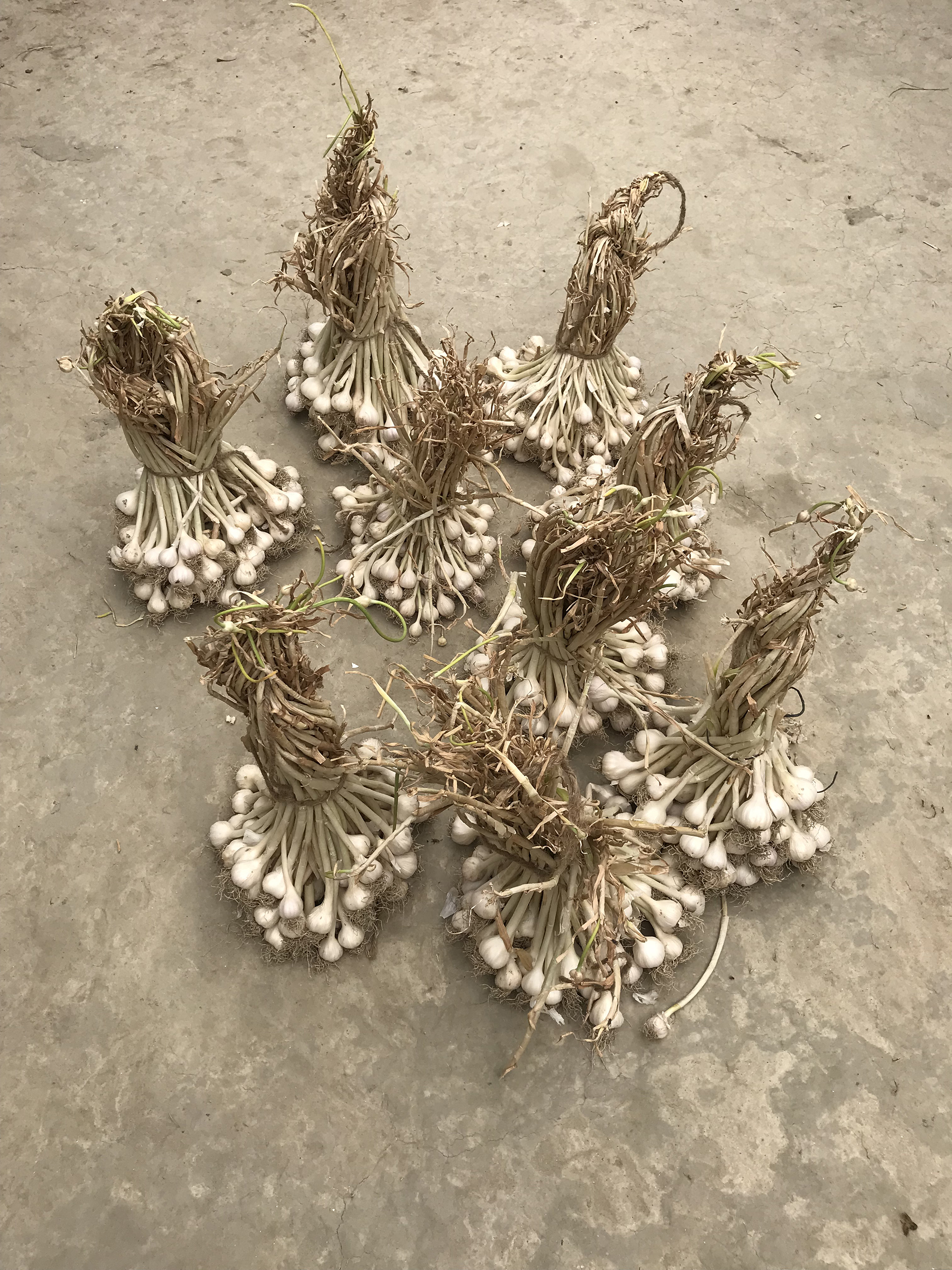 garlic.jpg