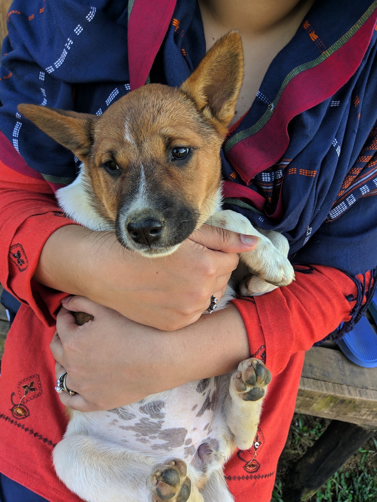 7 facts to consider before adopting a pet