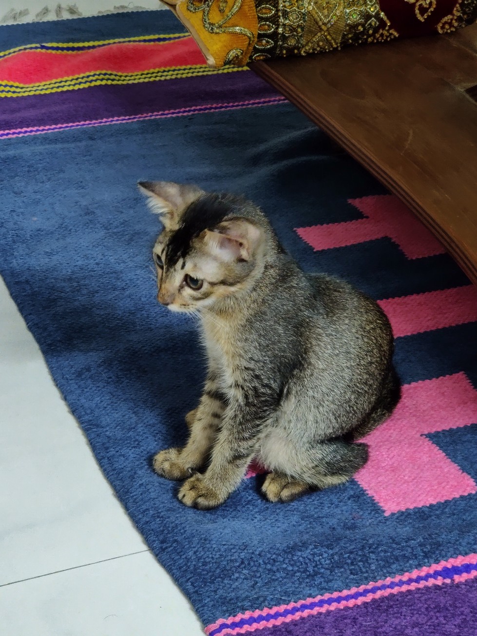 7 facts to consider before adopting a pet