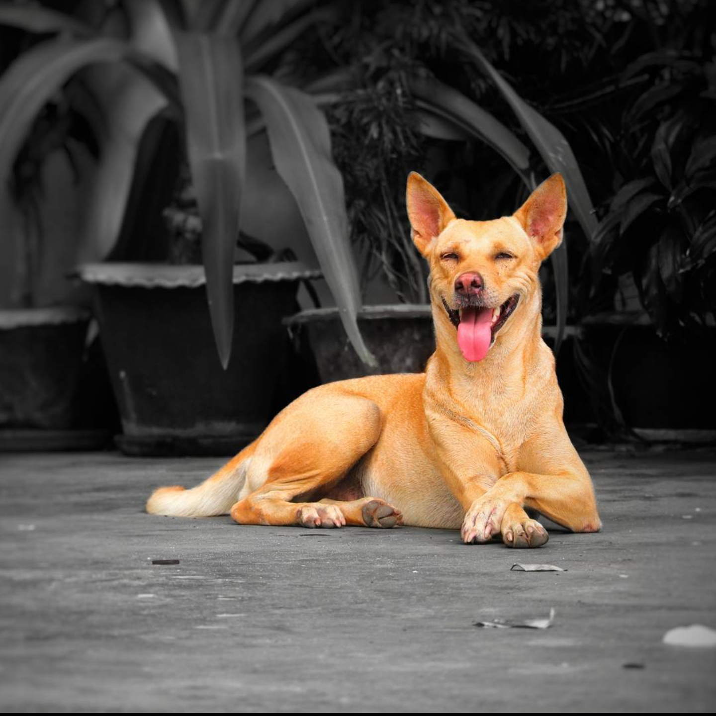 Helping furry friends: How you can help stray animals this summer 
