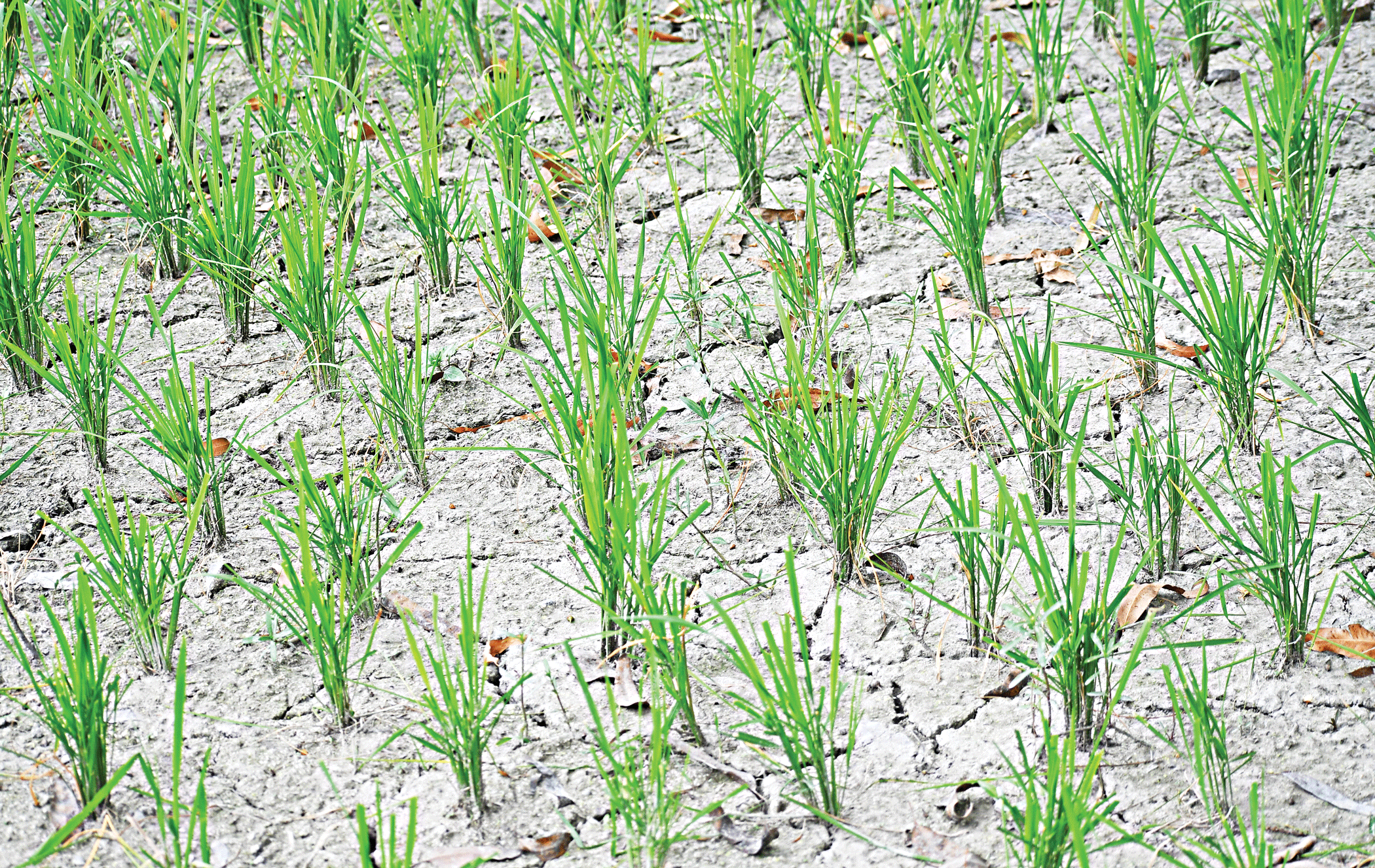 farm-mechanisation-2.gif
