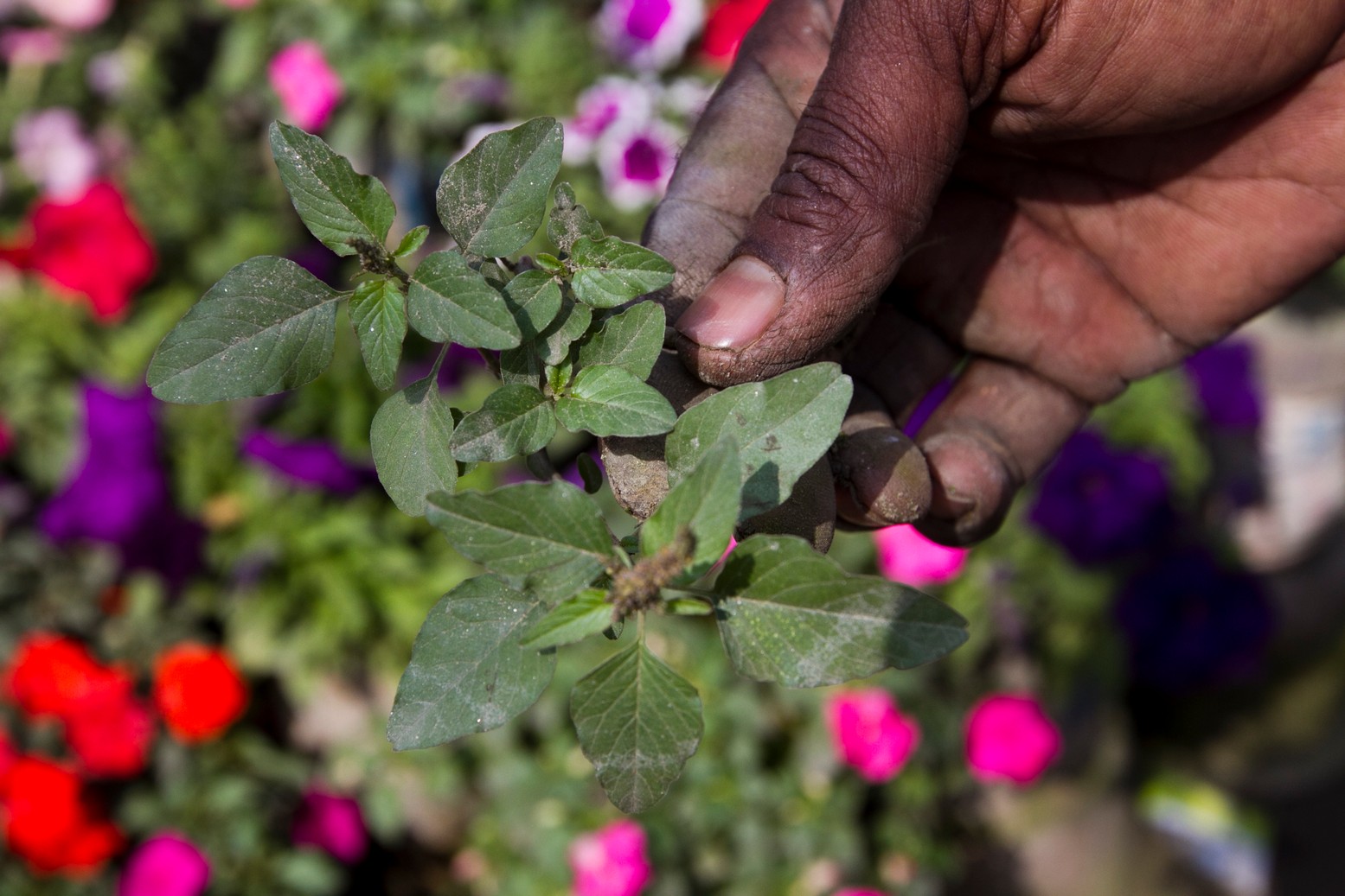 Consequences of climate change on gardening