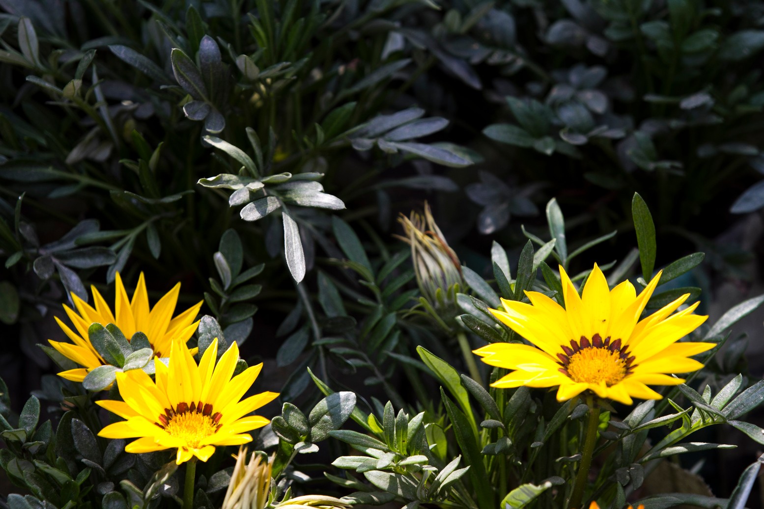 Consequences of climate change on gardening