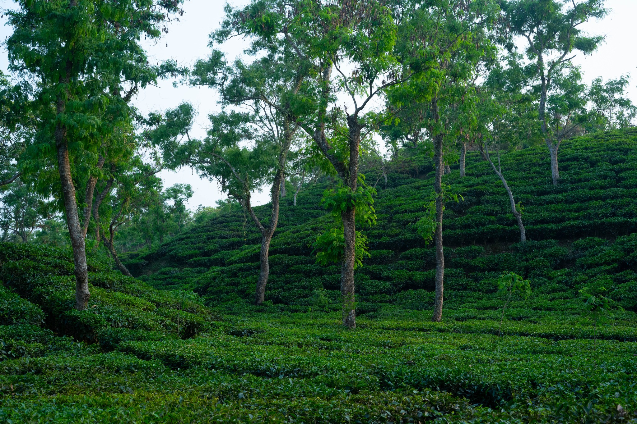 sylhet Reasons why you should travel within Bangladesh