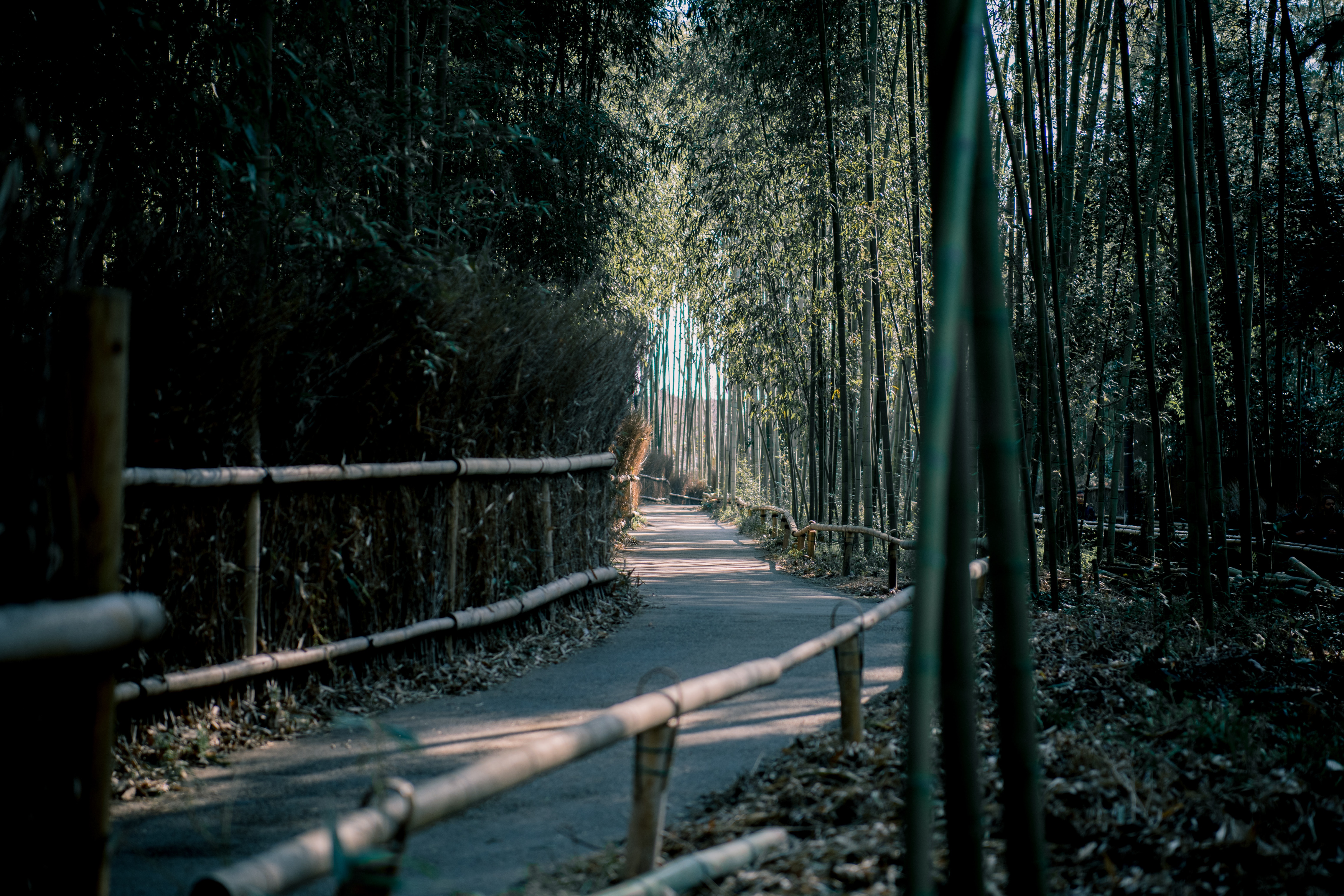 arashiyama 7 most beautiful forests around the world 