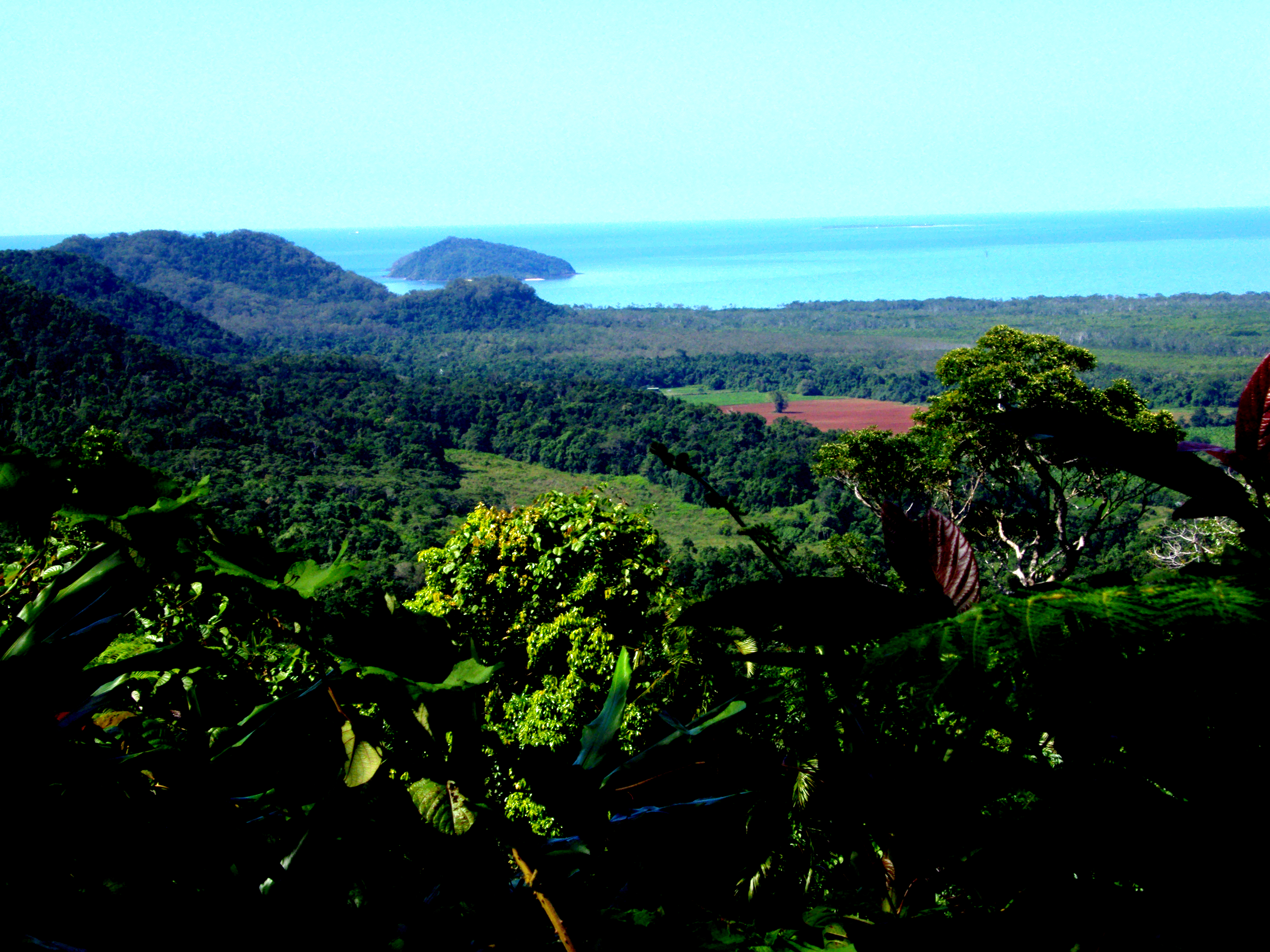 daintree 7 most beautiful forests around the world 