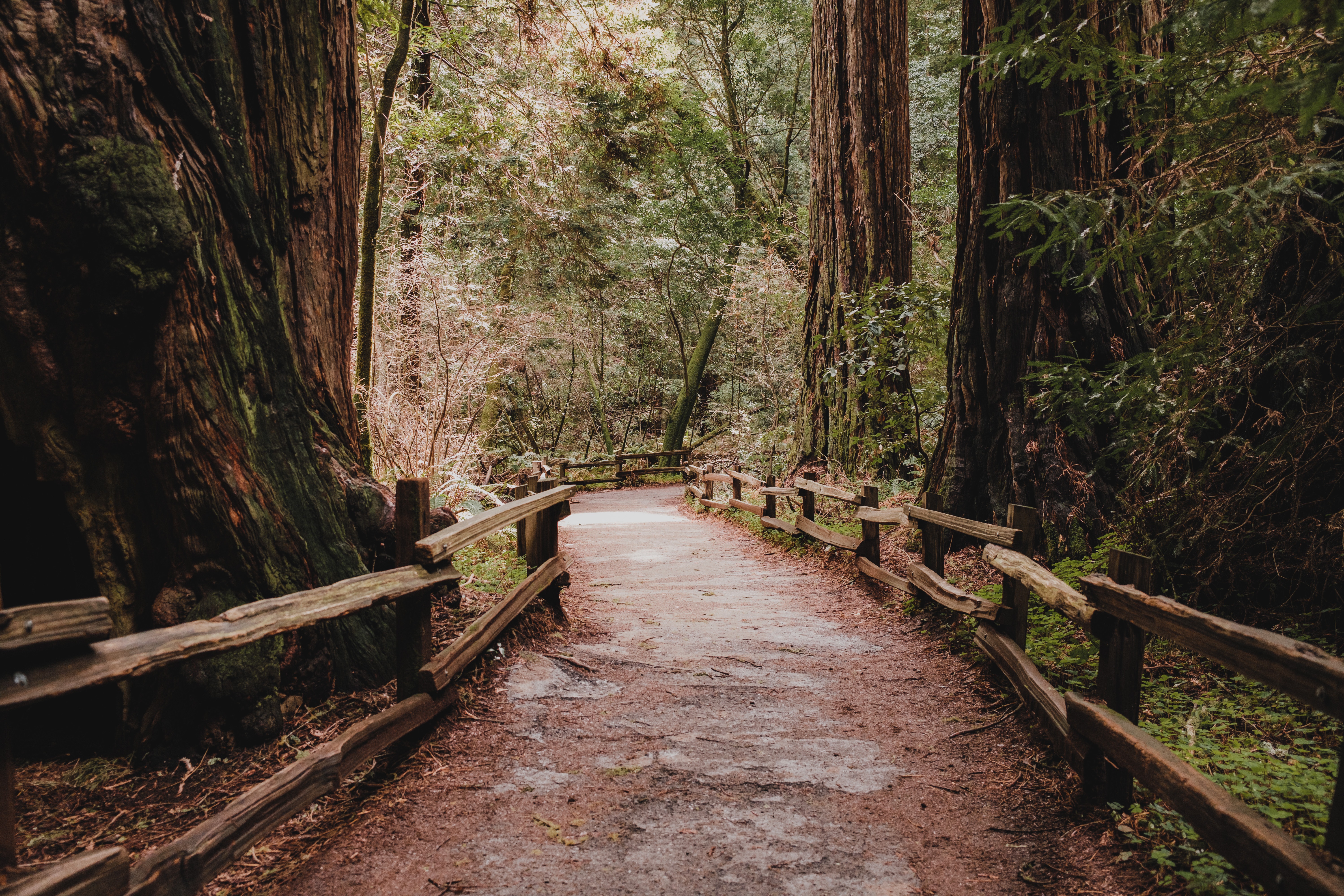redwood national parks 7 most beautiful forests around the world 