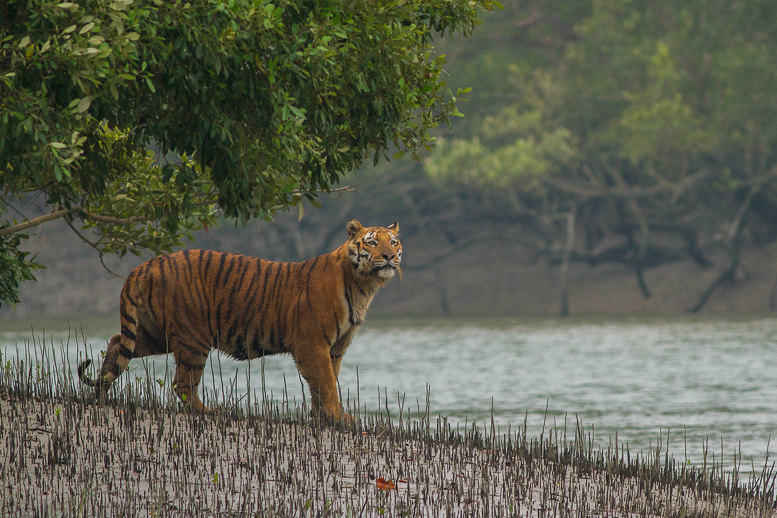 sundarban 7 most beautiful forests around the world 