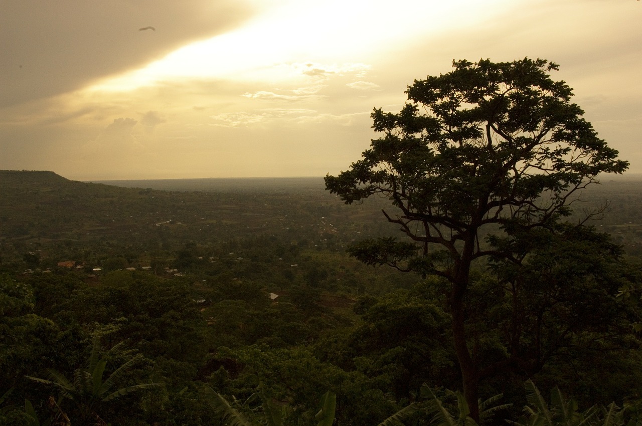 Bwindi Impenetrable Forest 7 most beautiful forests around the world 