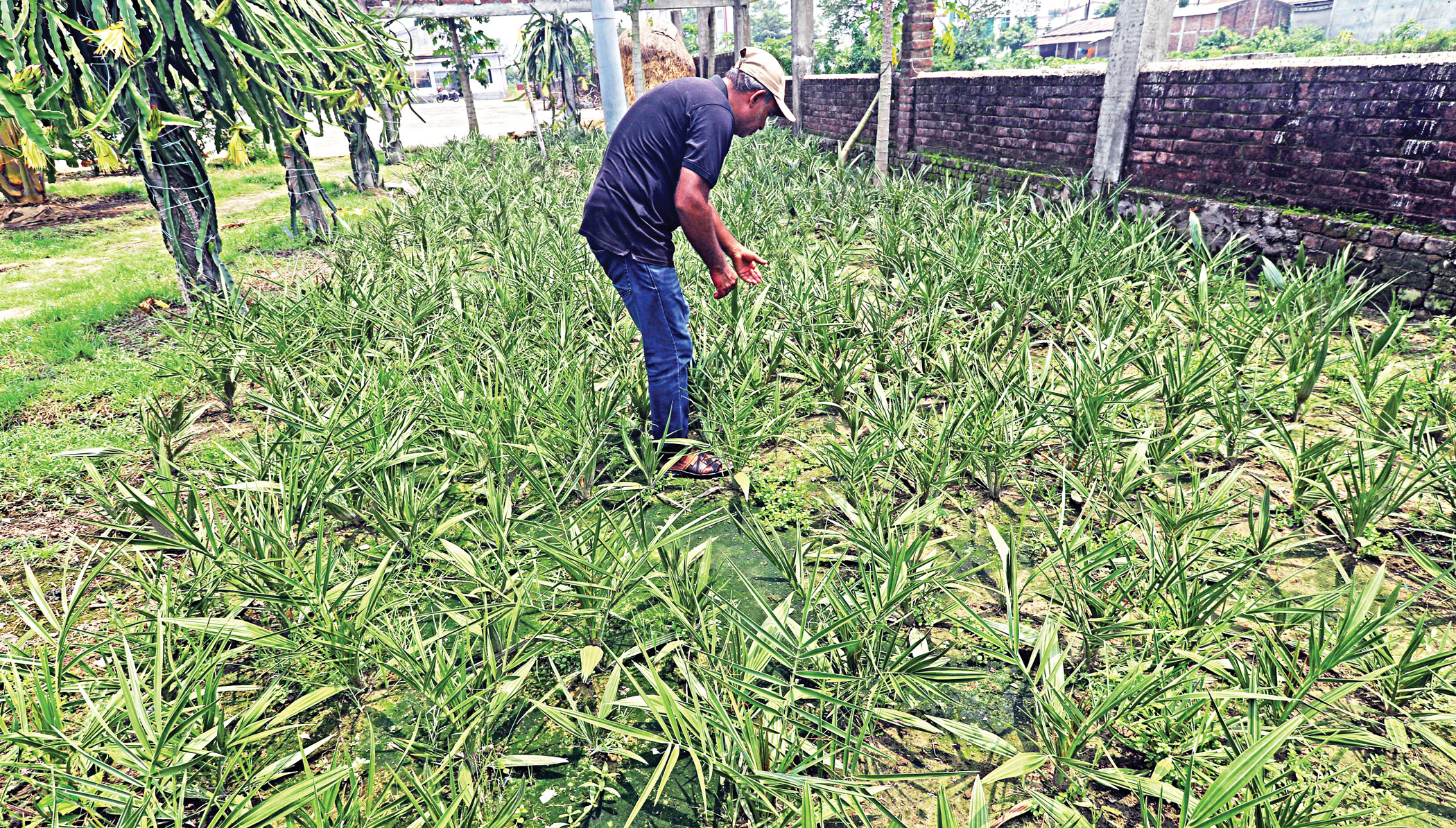 date-cultivation-2.jpg