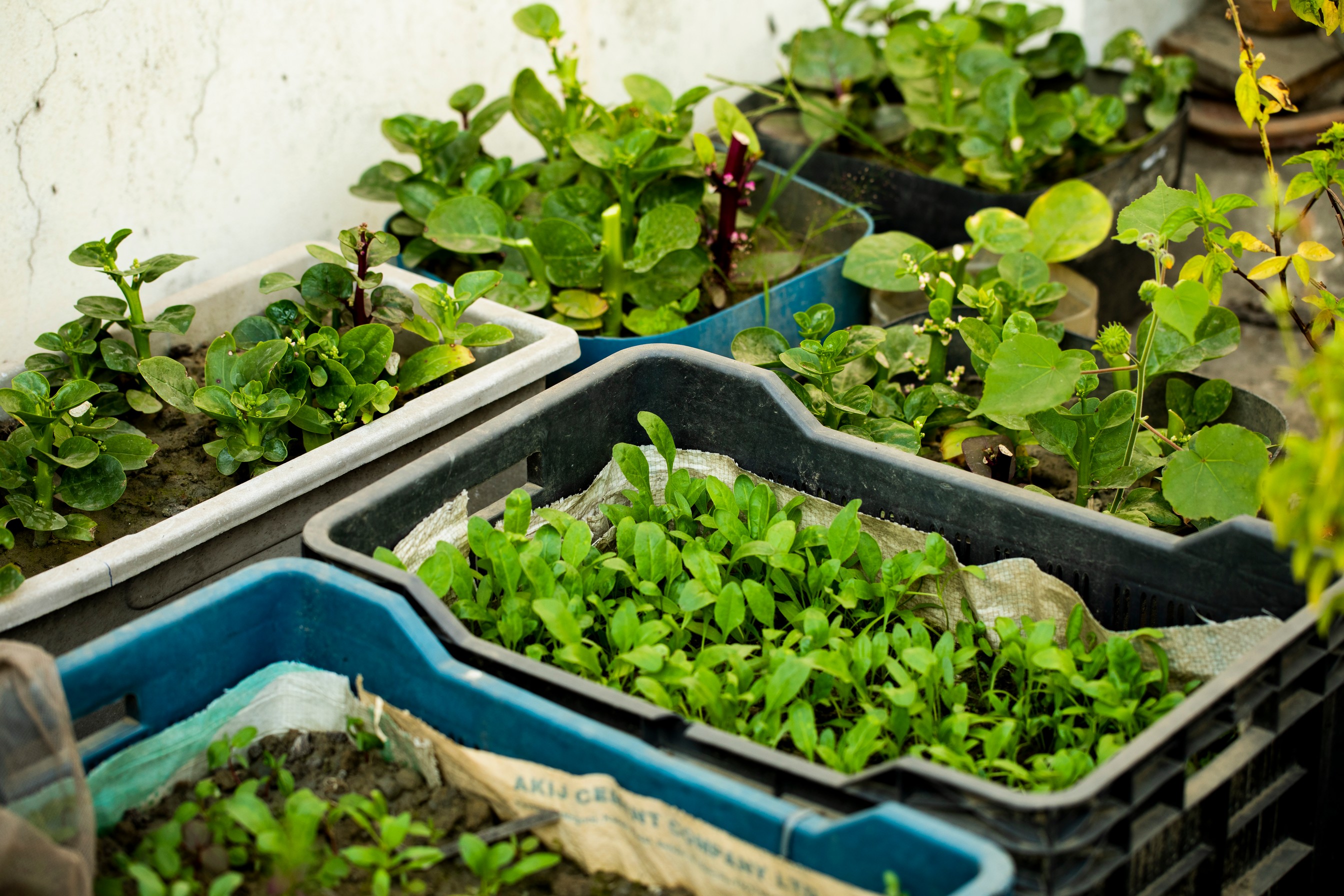 Top 5 gardening apps for a booming garden 