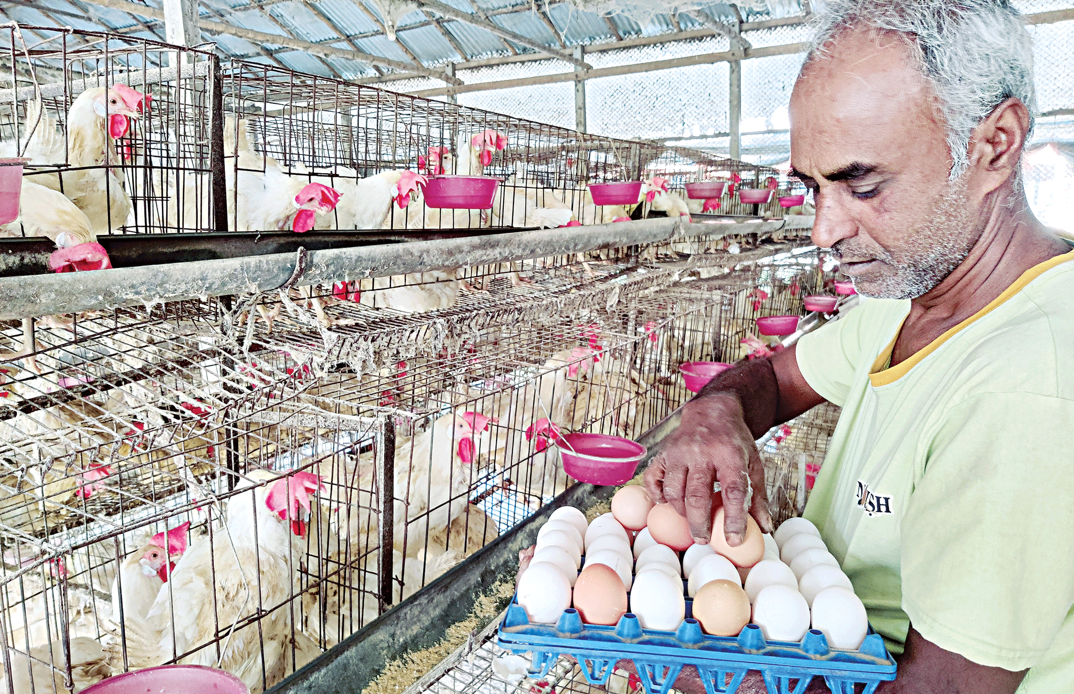 broiler-chicken-2.gif