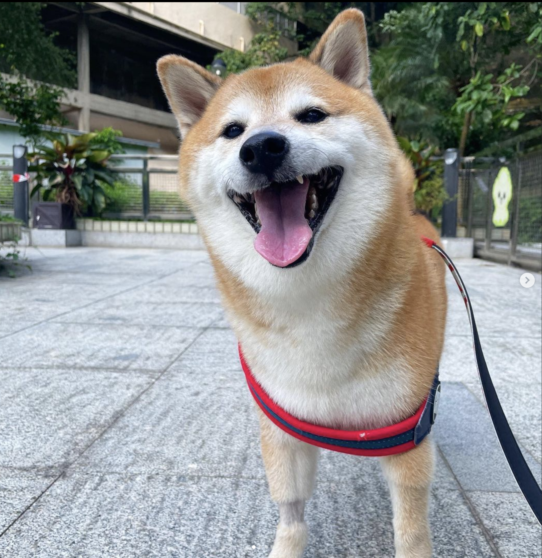 Cheems Doge 1