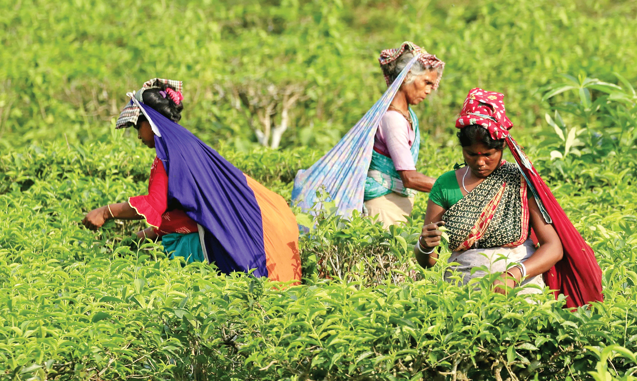 tea-production-2.gif