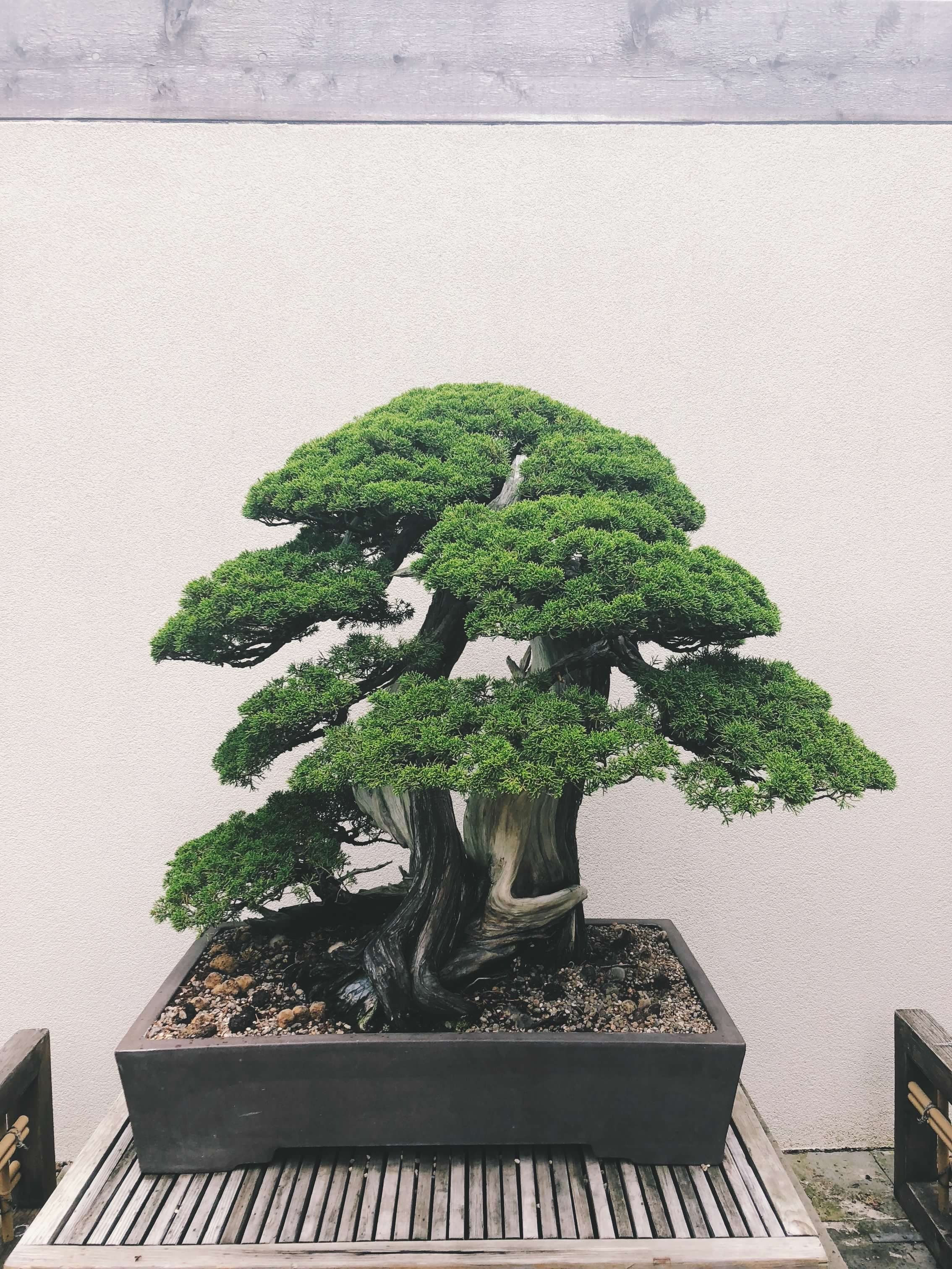 The fascinating world of bonsai