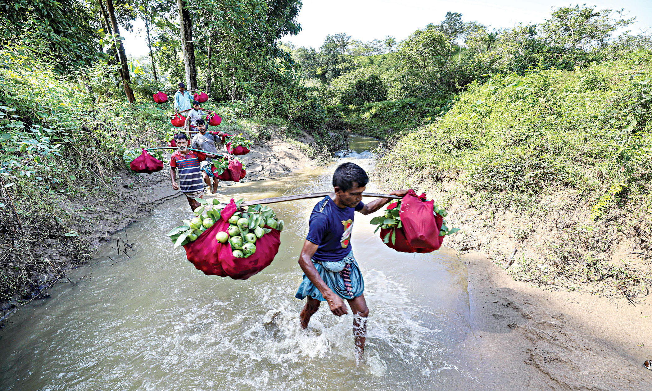 indigenous-guavas-2.jpg