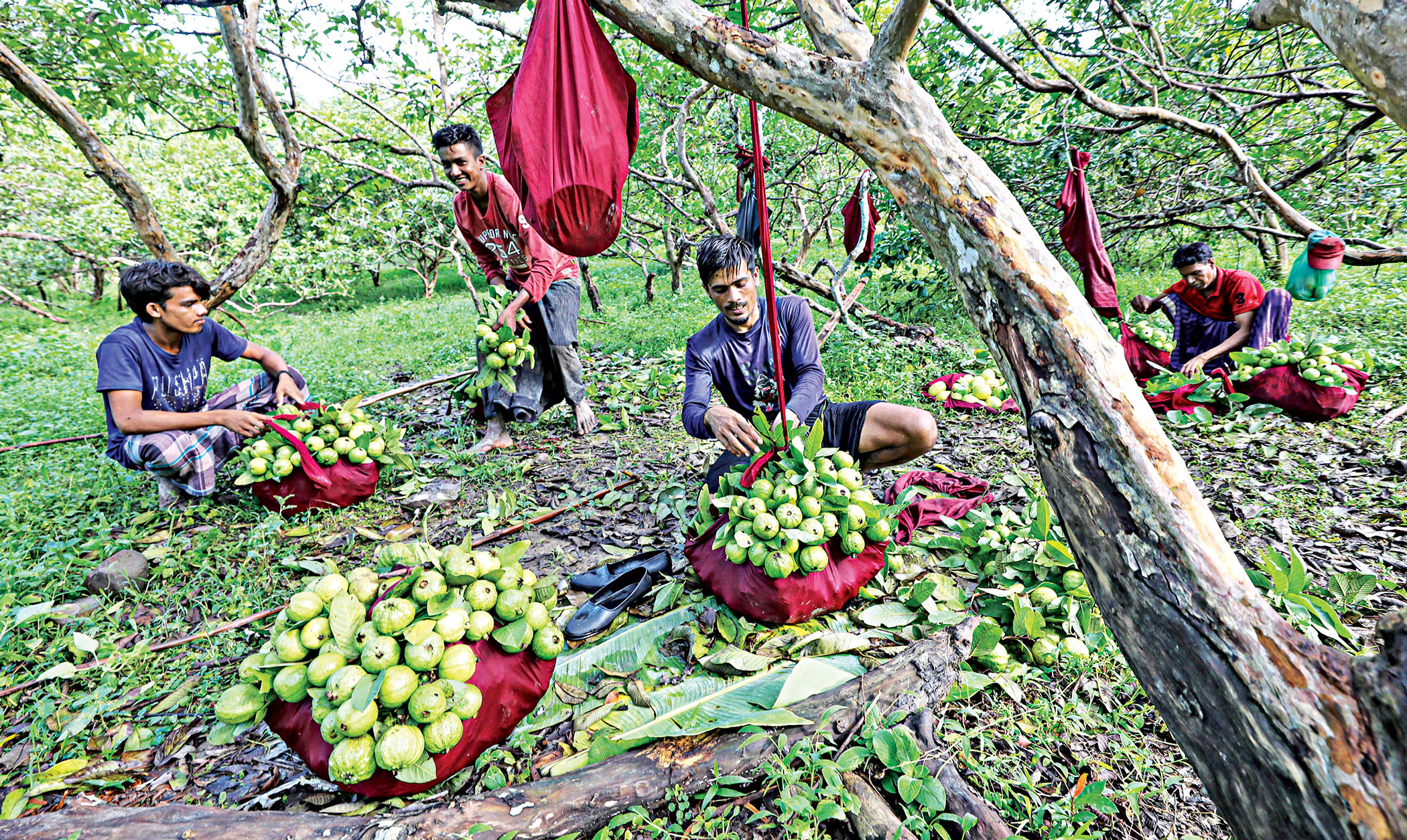 indigenous-guavas-3.jpg
