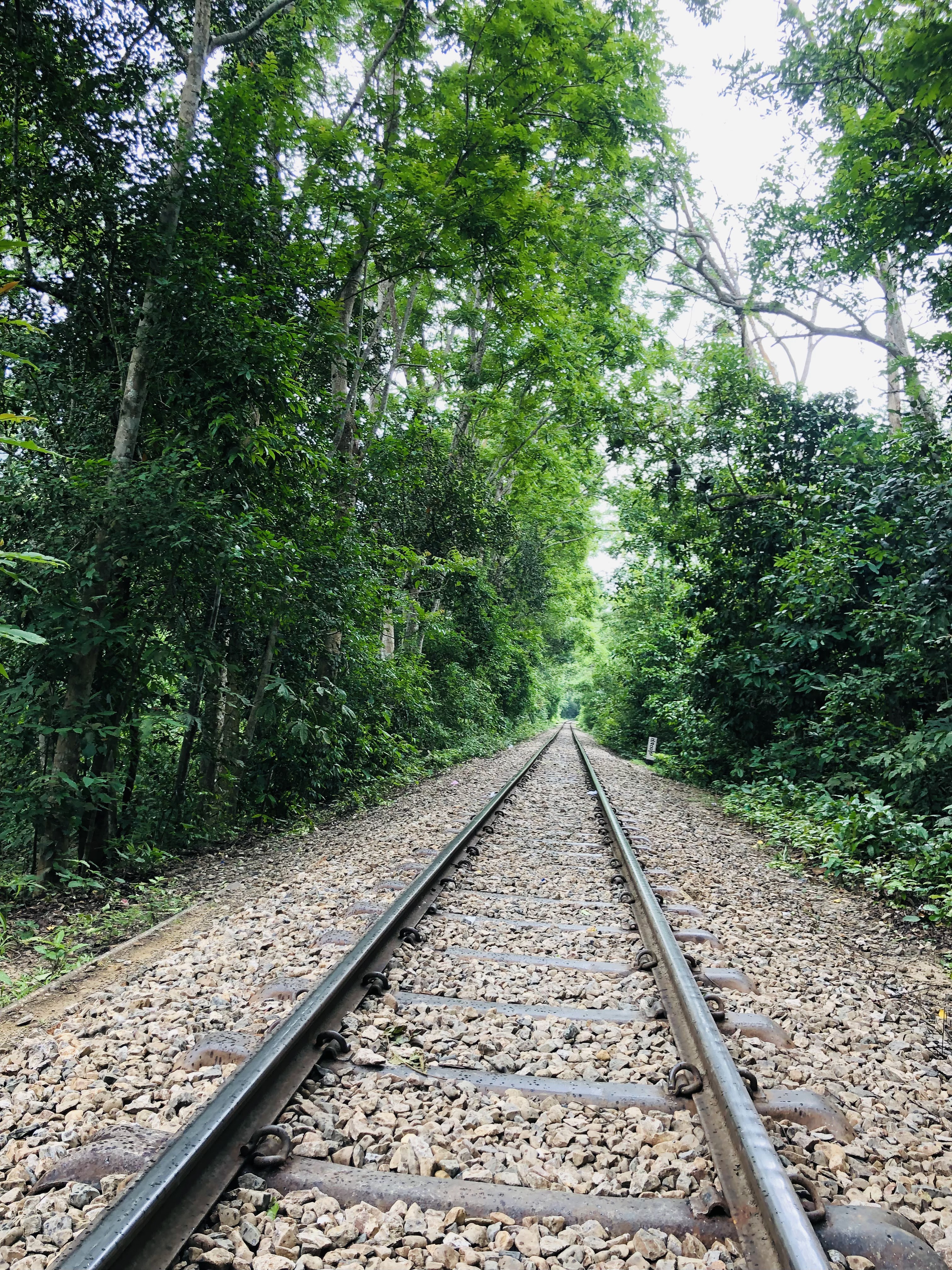 lawachara 5 beautiful forests to visit in Bangladesh 