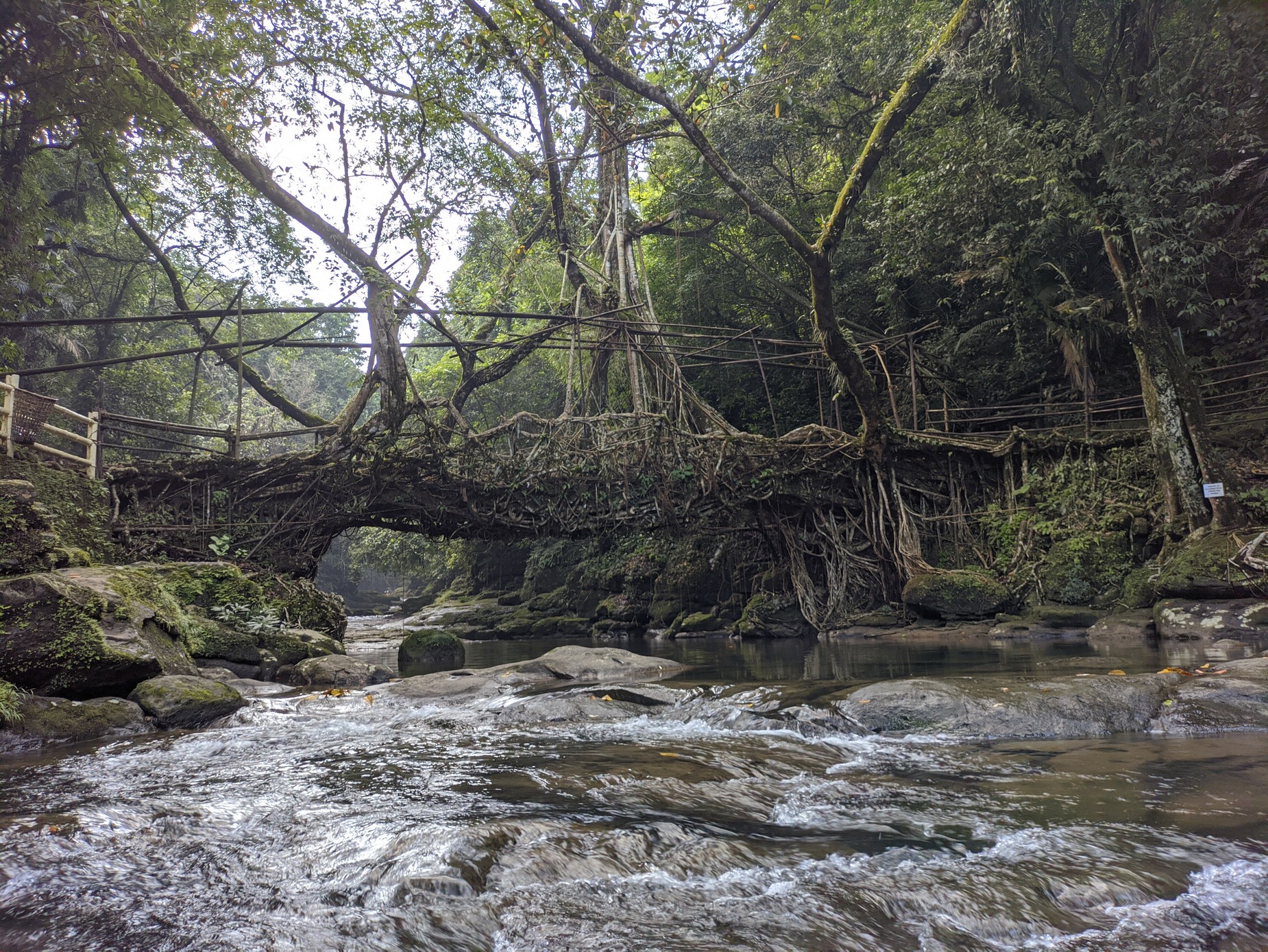 living root bridge in riwai village