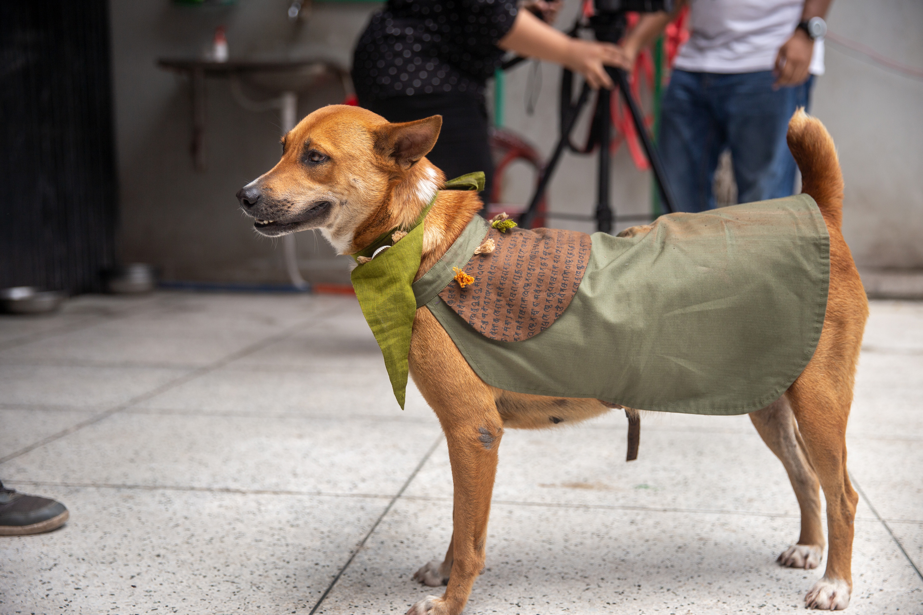 challenges of having a dog in Dhaka