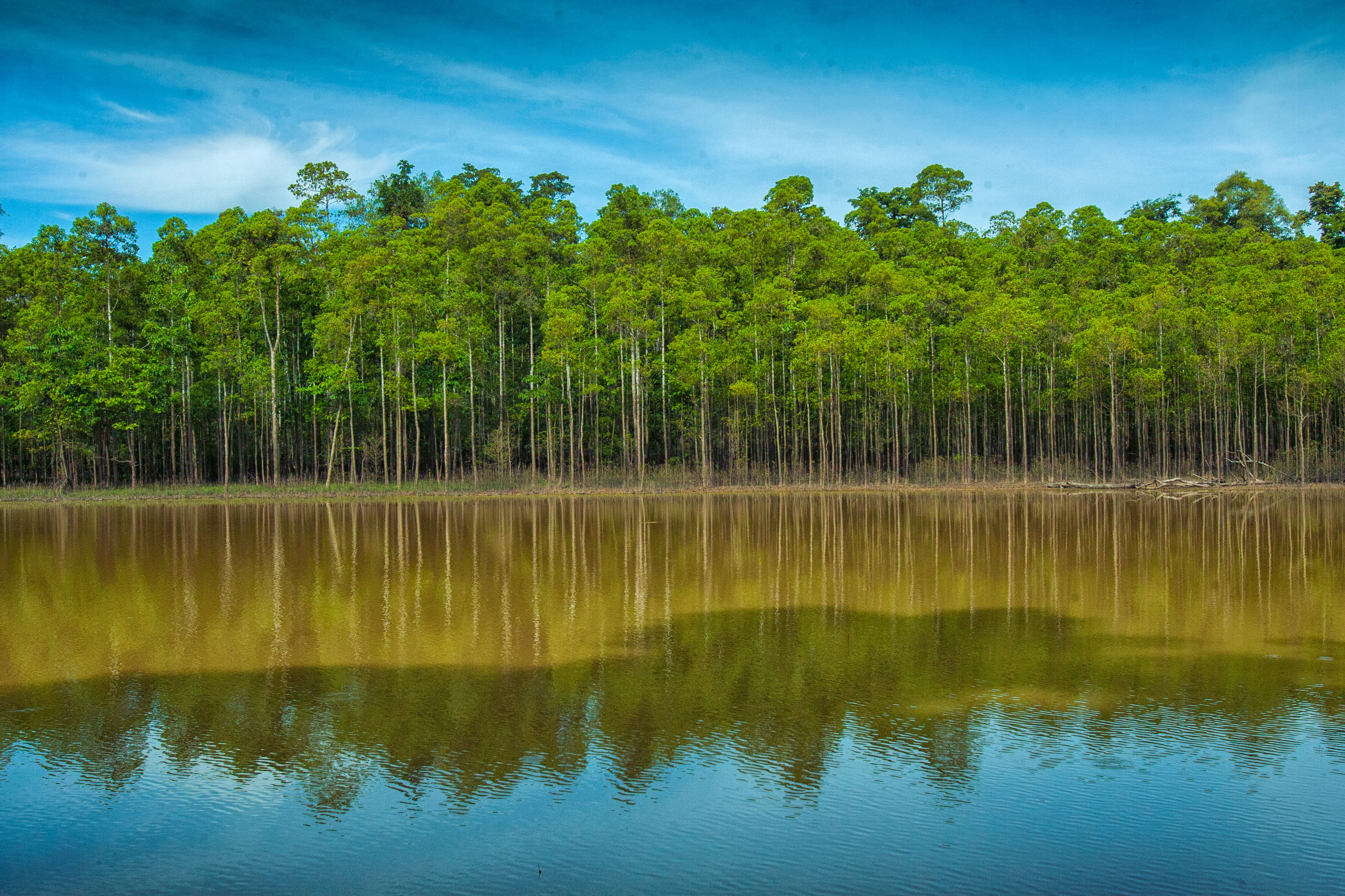 Kinabatangan River Malaysia