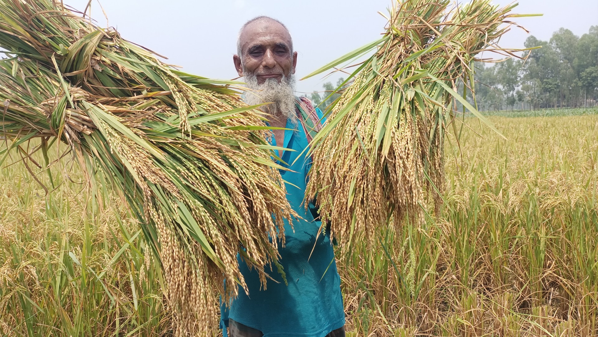Rice production hits record high