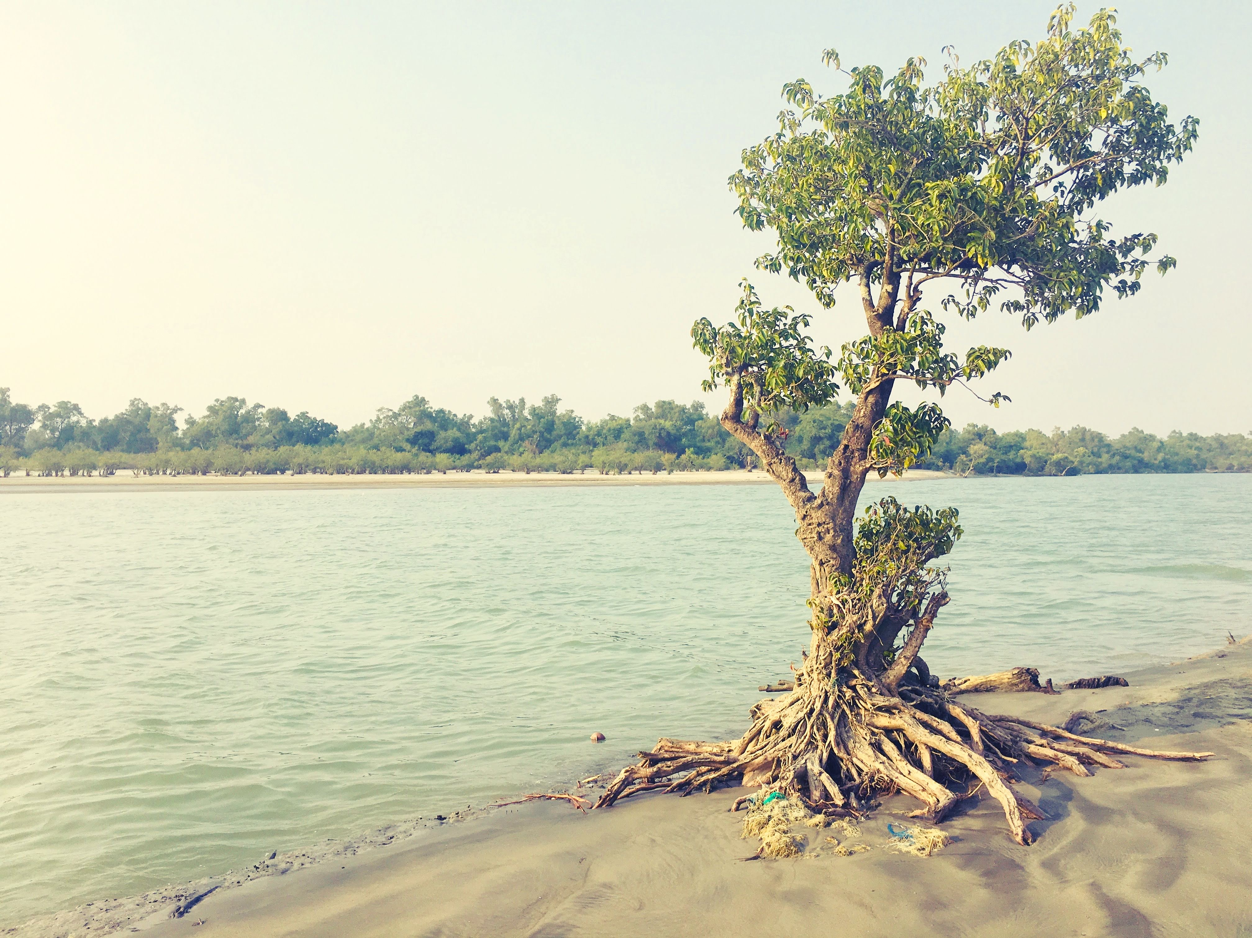 Road trip to Sundarbans: A magical escape into nature's embrace