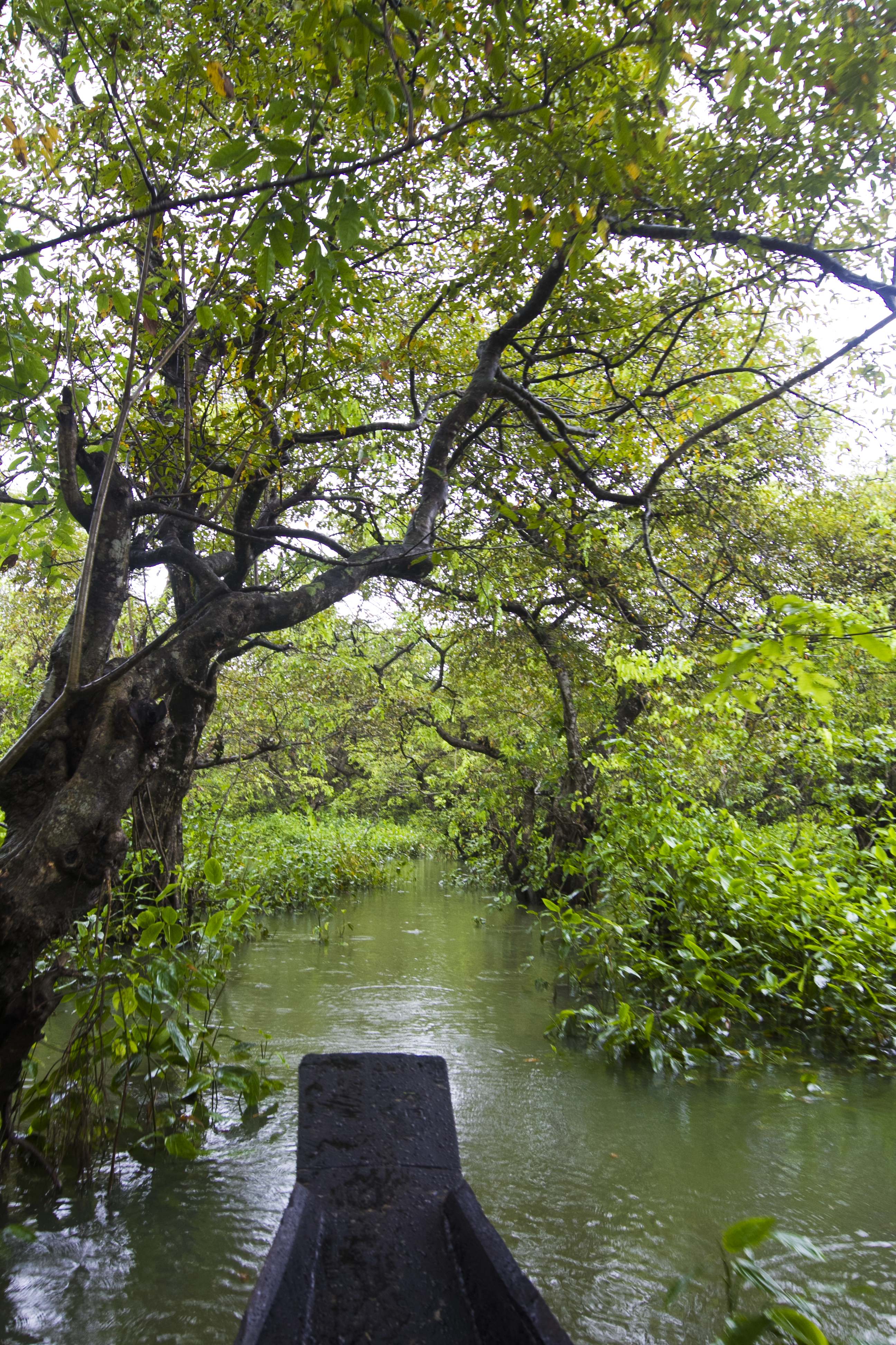 ratargul   Picture-perfect landscapes in Bangladesh: 7 spots every photographer must visit