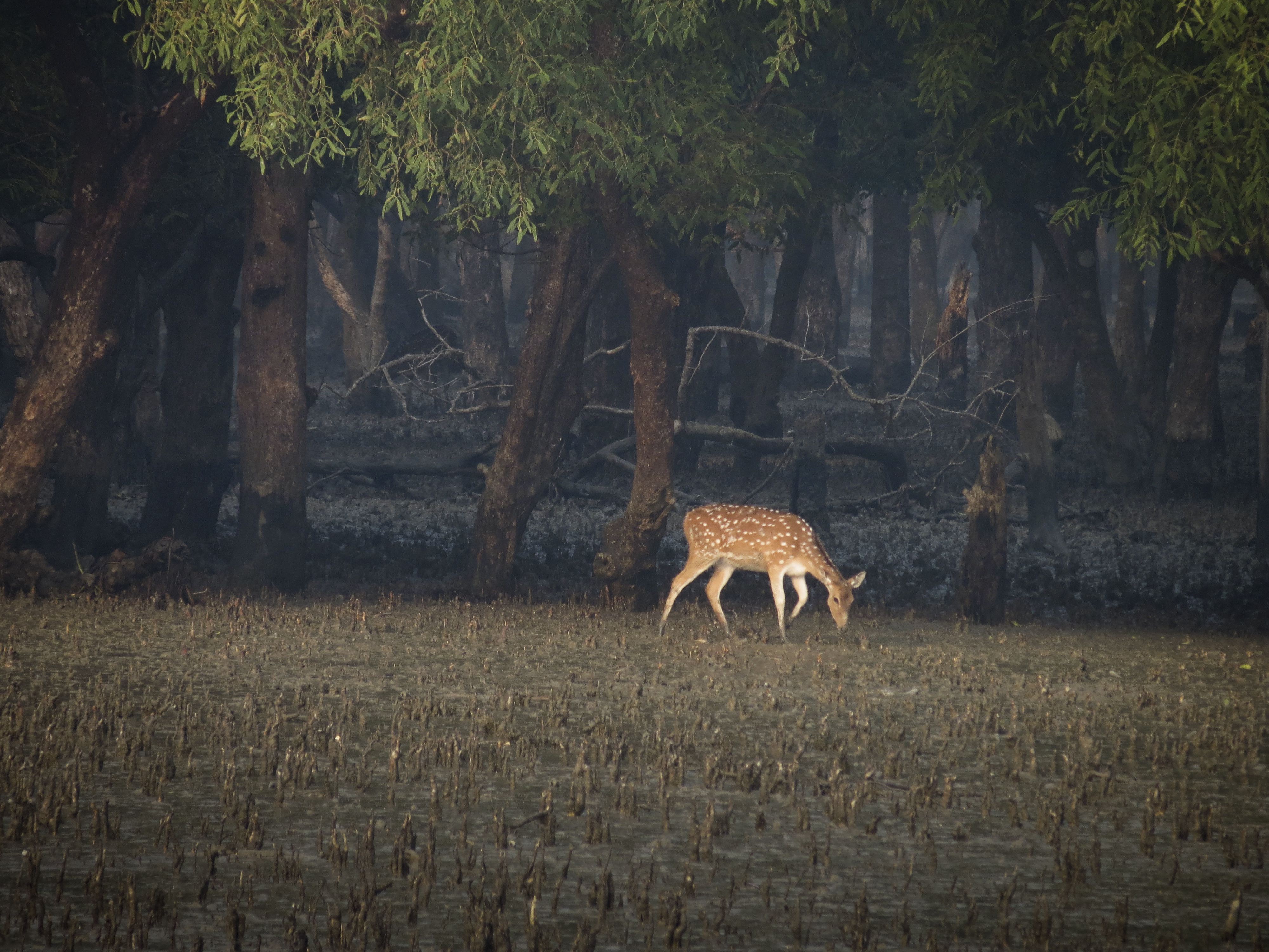 sundarbans   Picture-perfect landscapes in Bangladesh: 7 spots every photographer must visit