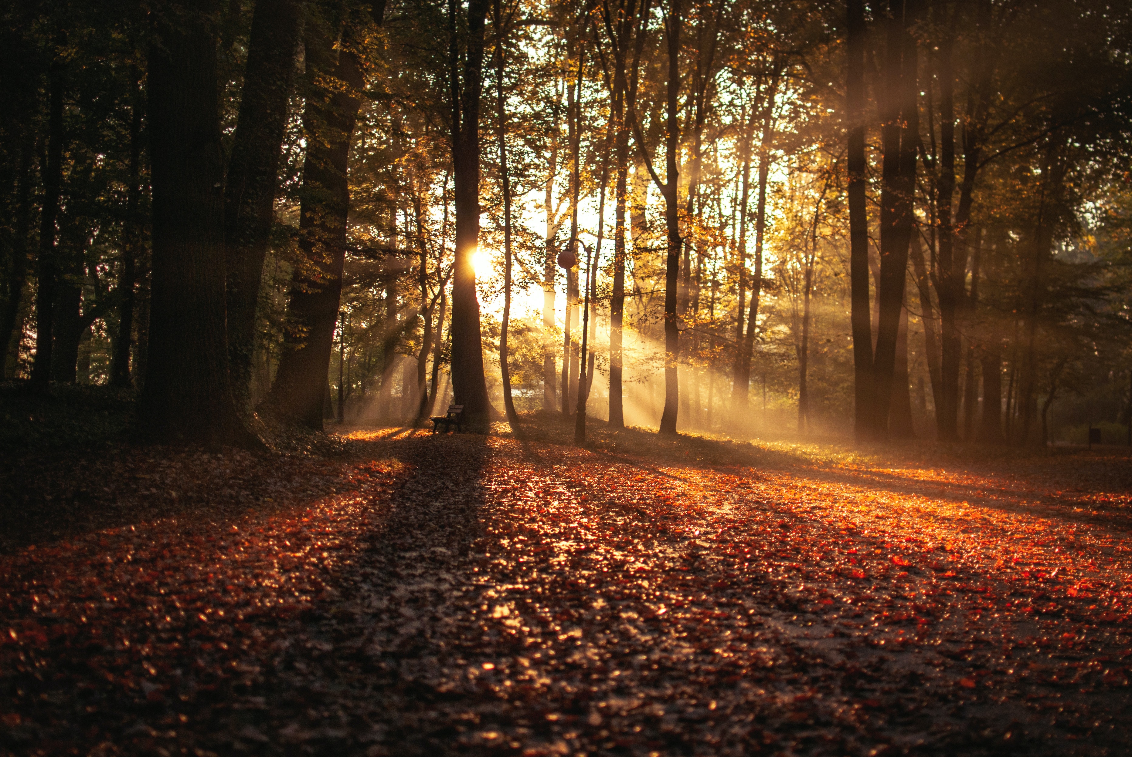 Autumn Aromas: Rain-soaked leaves, windy whispers, and sunny breezes