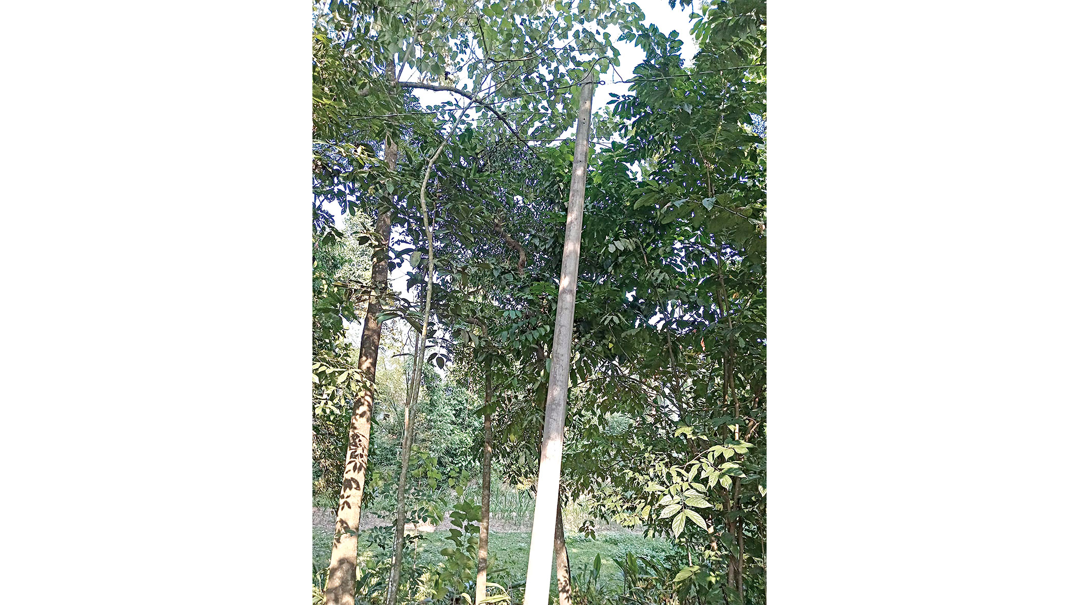 palli-bidyut-2.jpg