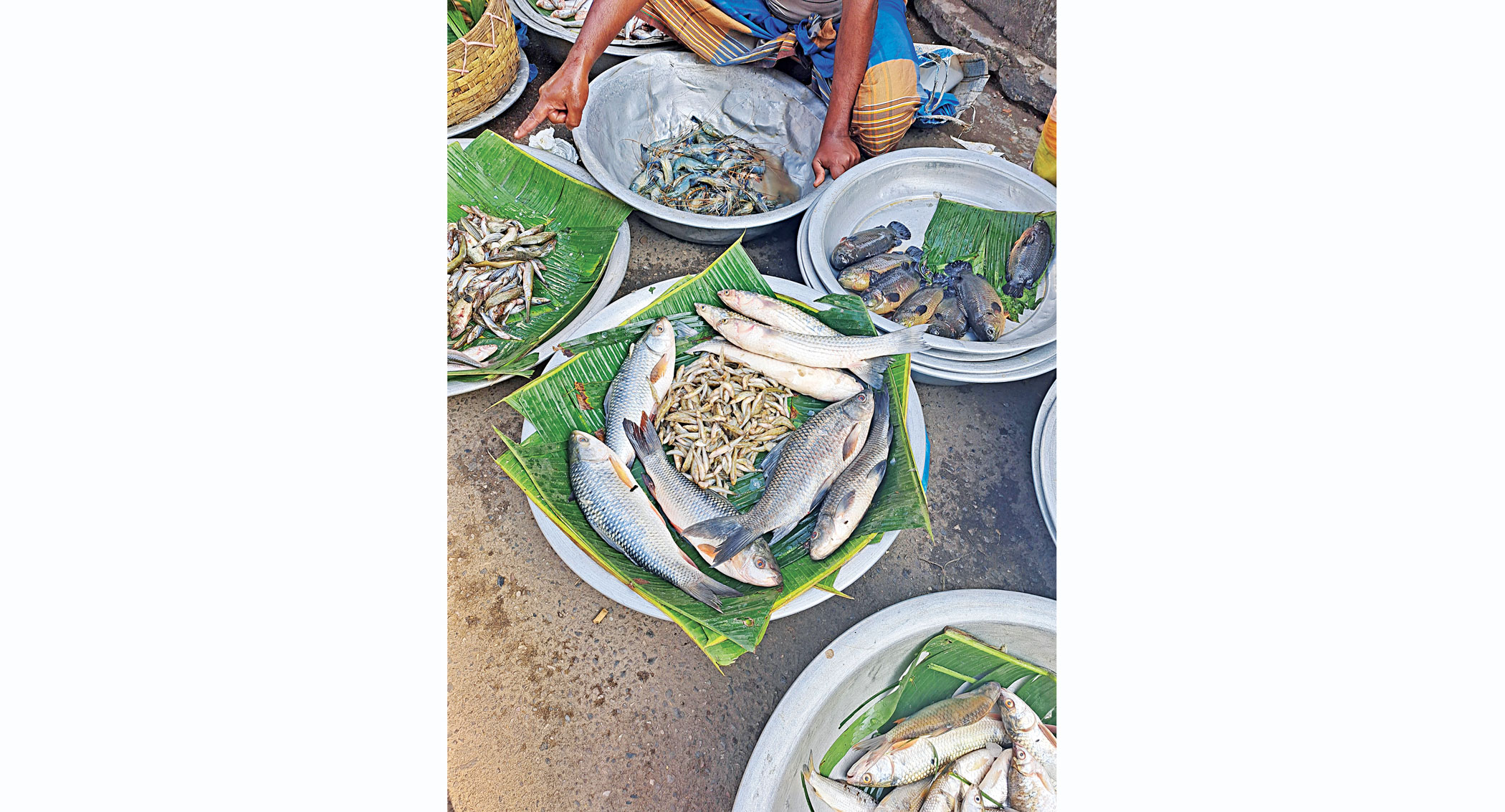 fish1.jpg