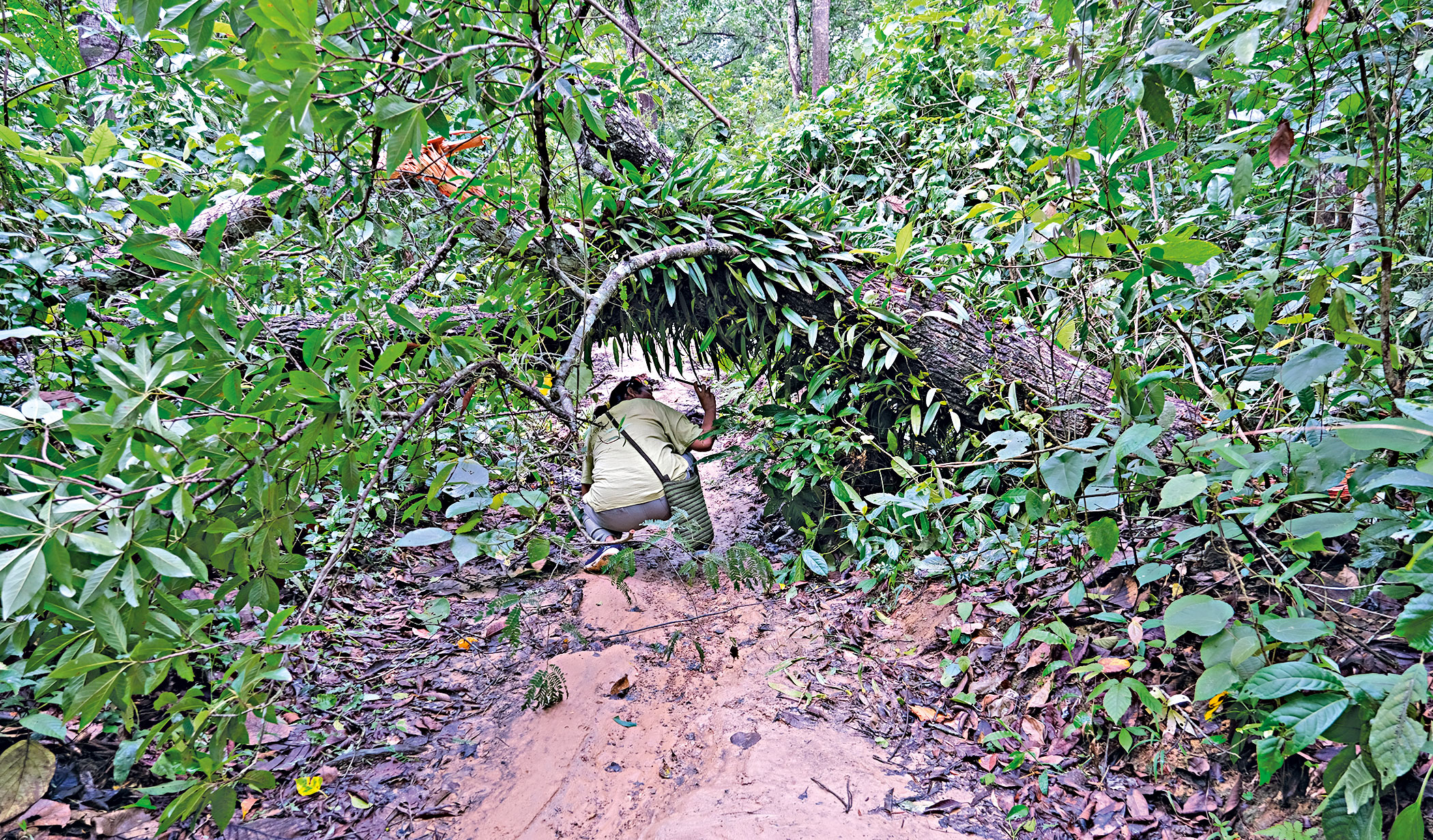 wildlife-forest9.jpg